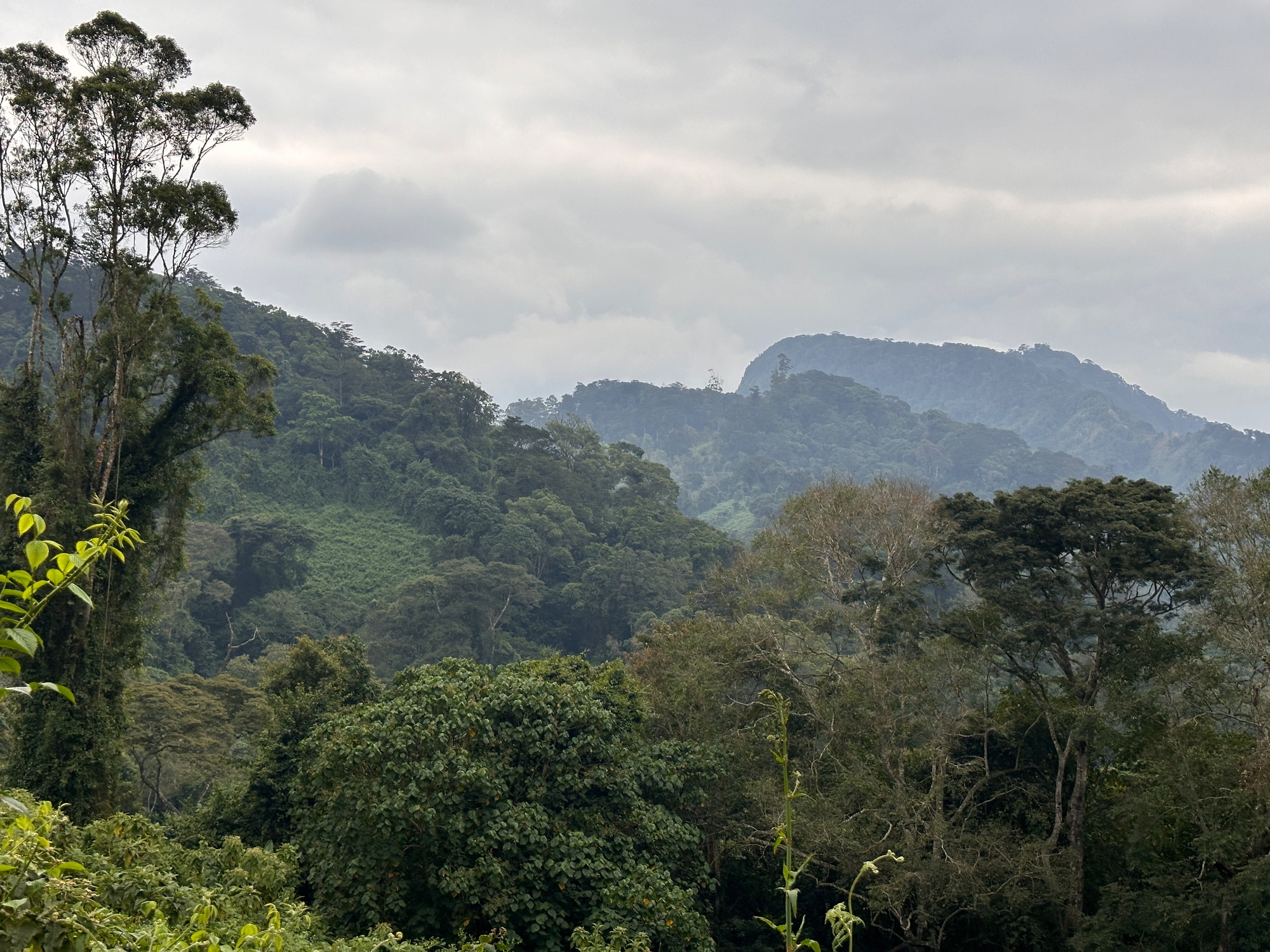 Great habitat in Usambaras