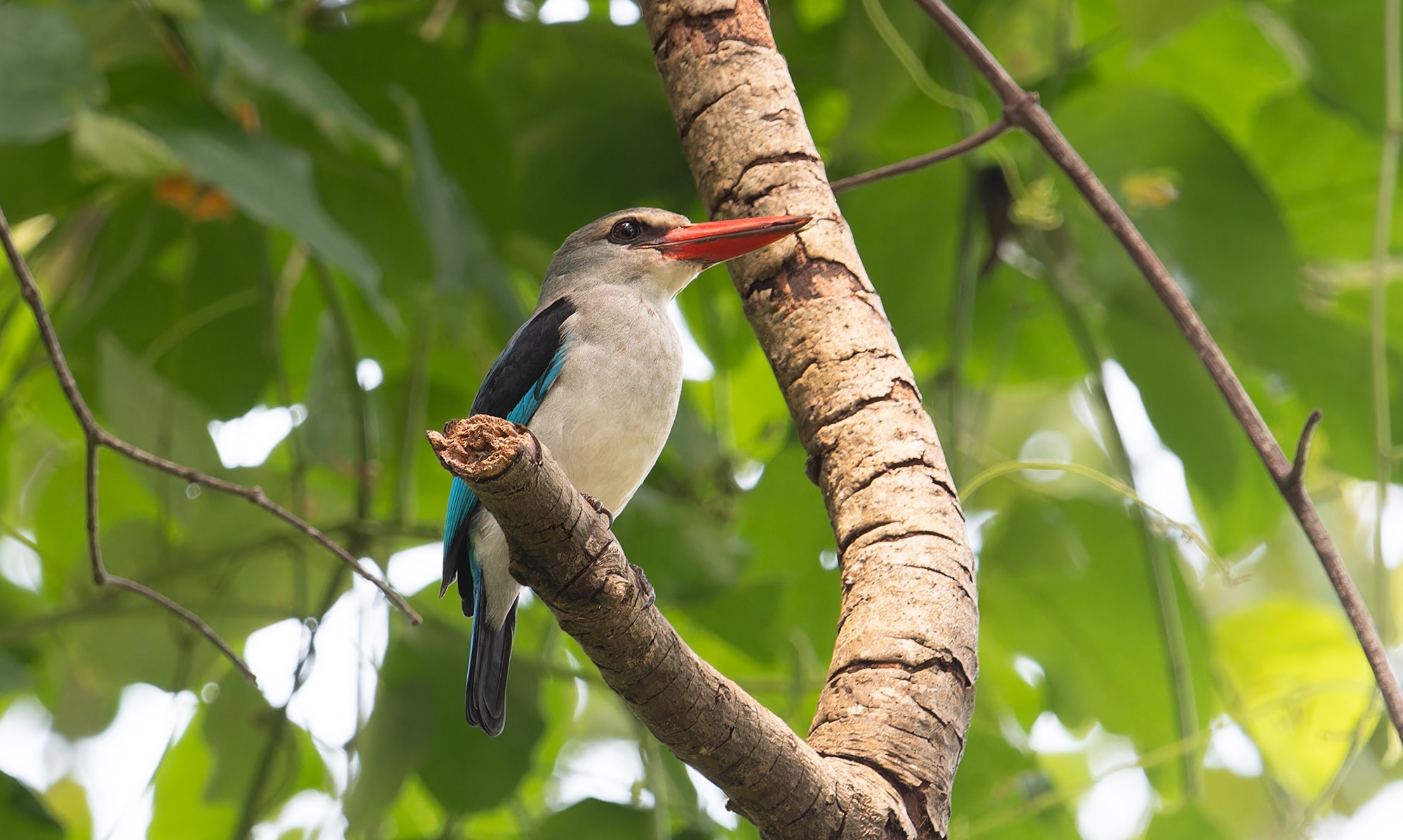 Mangrove Kingfisher