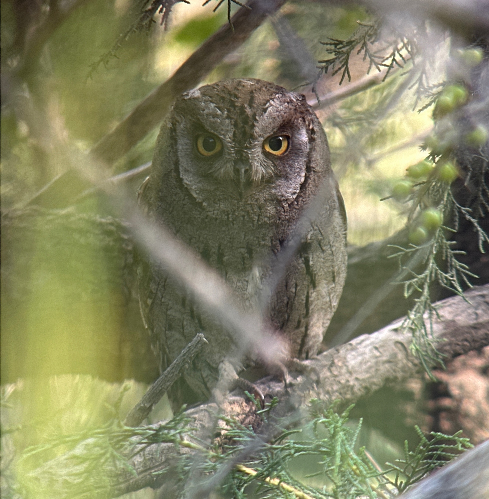 Arabian Scops owl