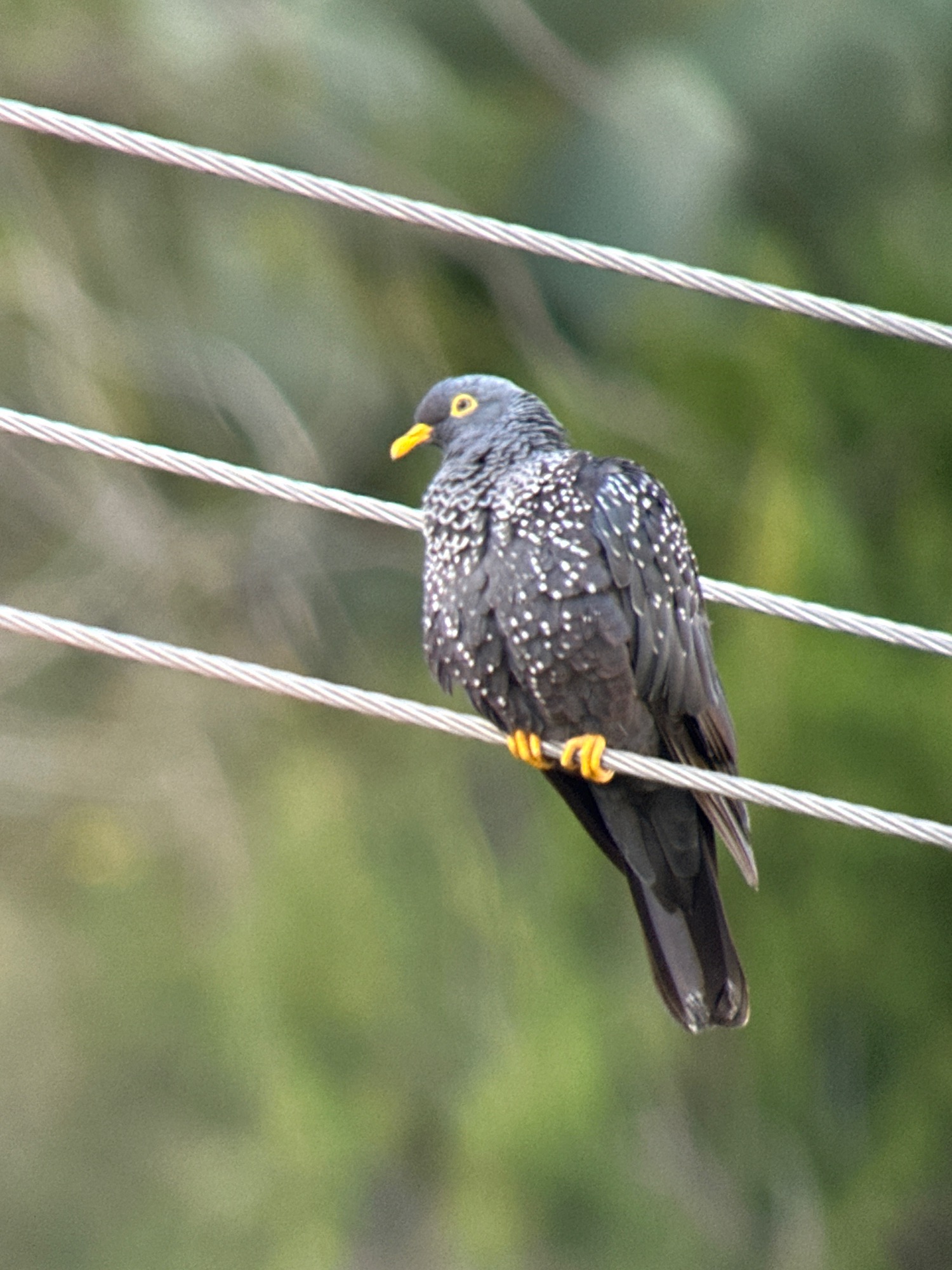 African Olive Pigeon
