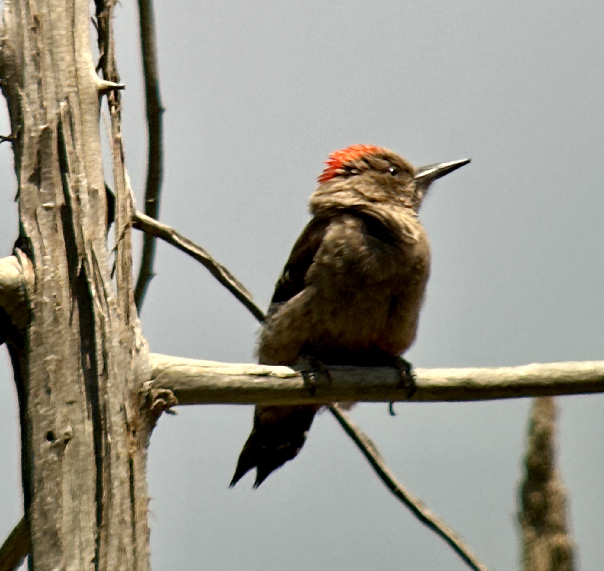 Arabian Woodpecker