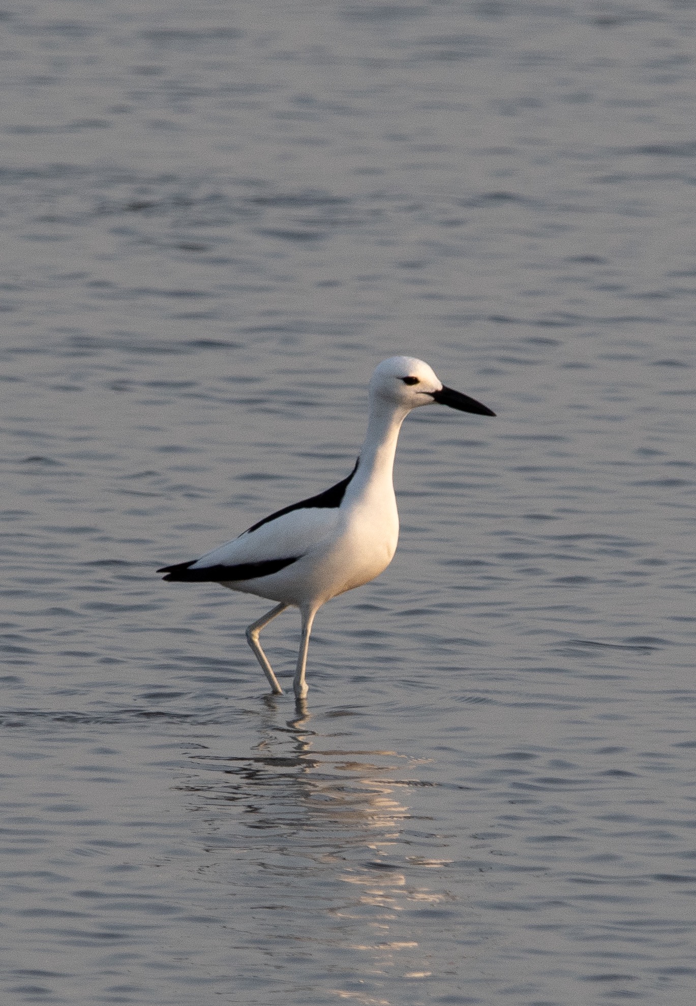 crab plover