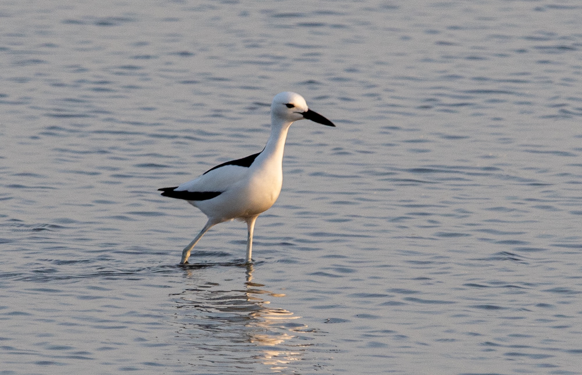 Crab-Plover