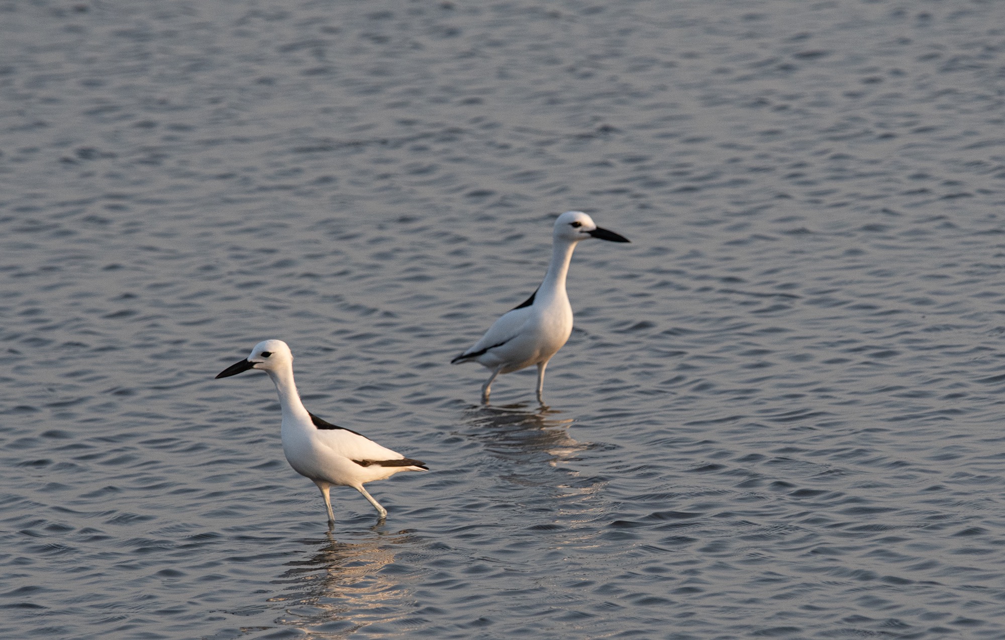 crab-plover