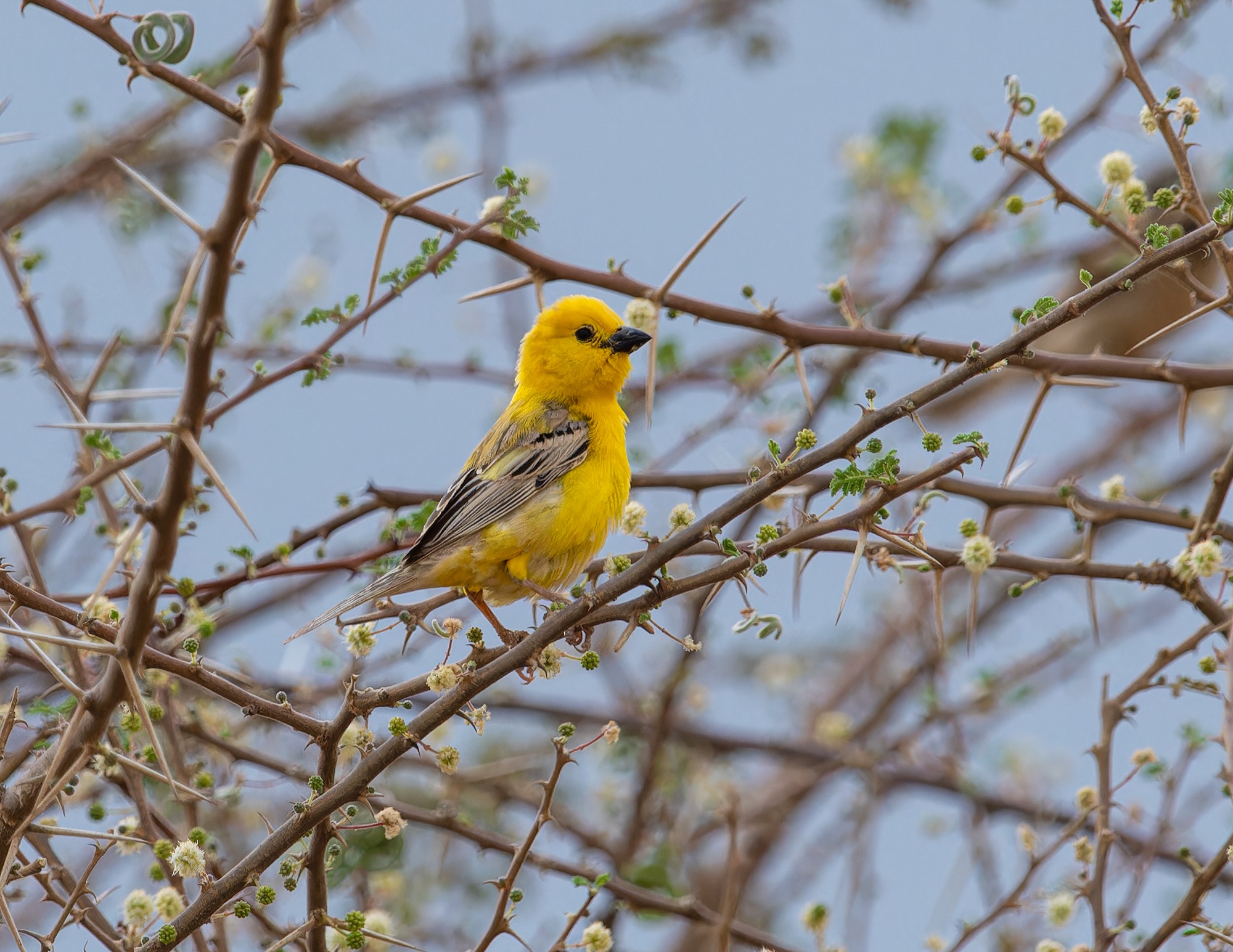 Arabian Golden Sparrow