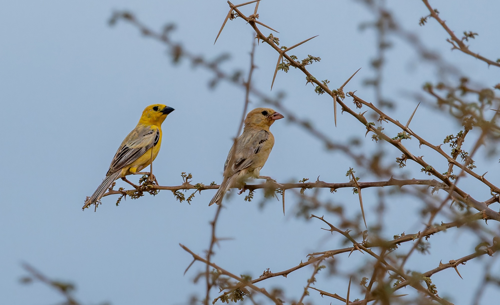 Arabian Golden Sparrow