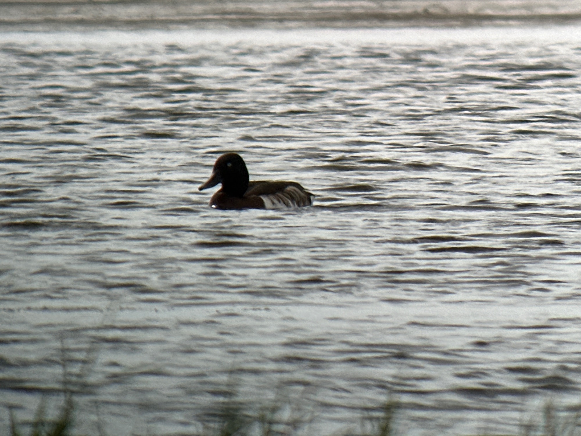 Baer's Pochard