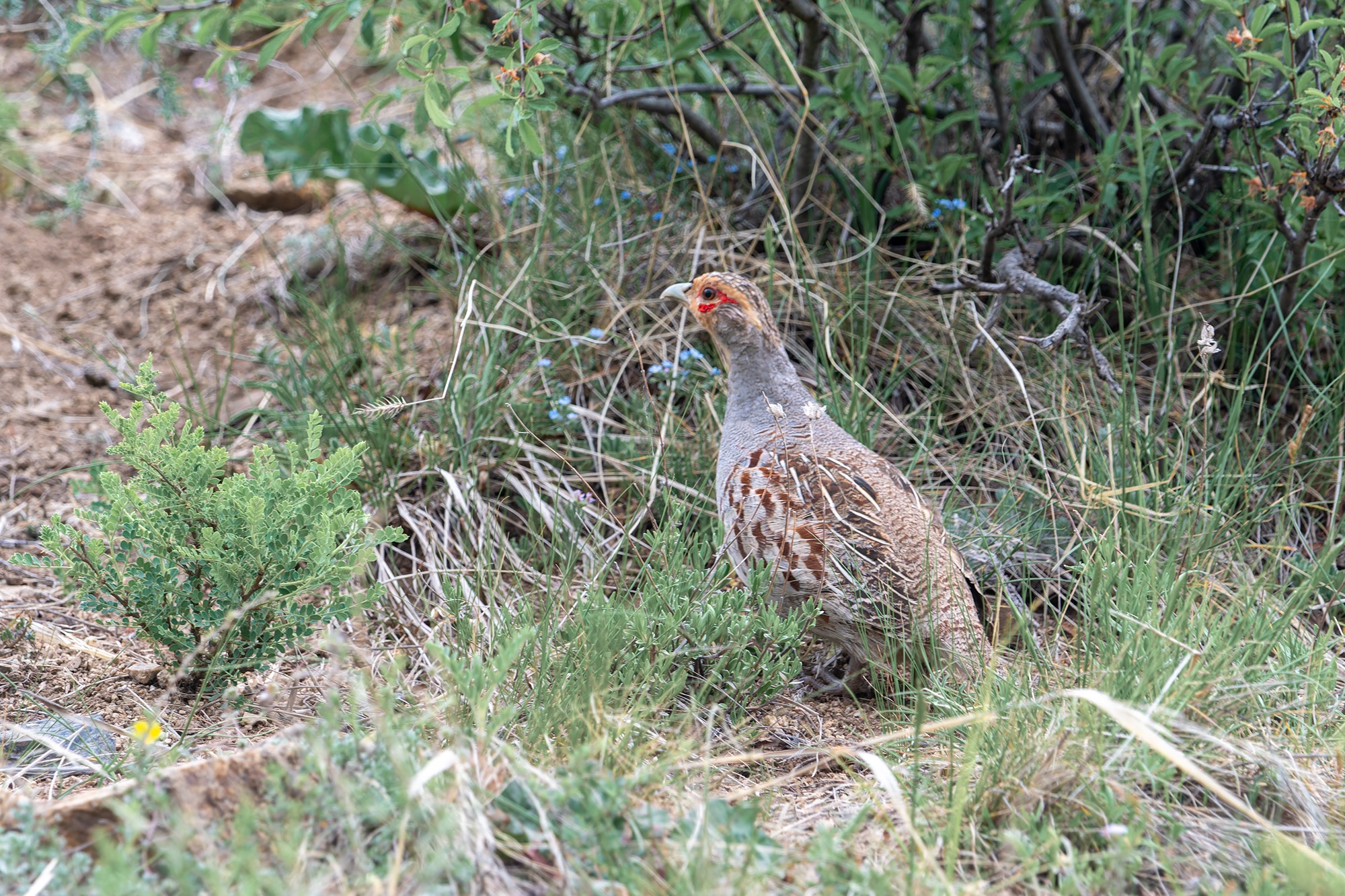 Daurian Partridge