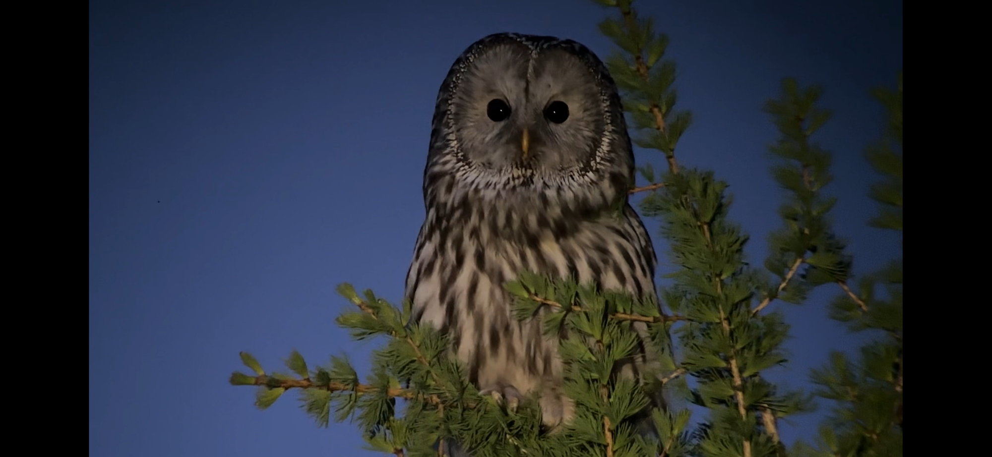 Ural Owl