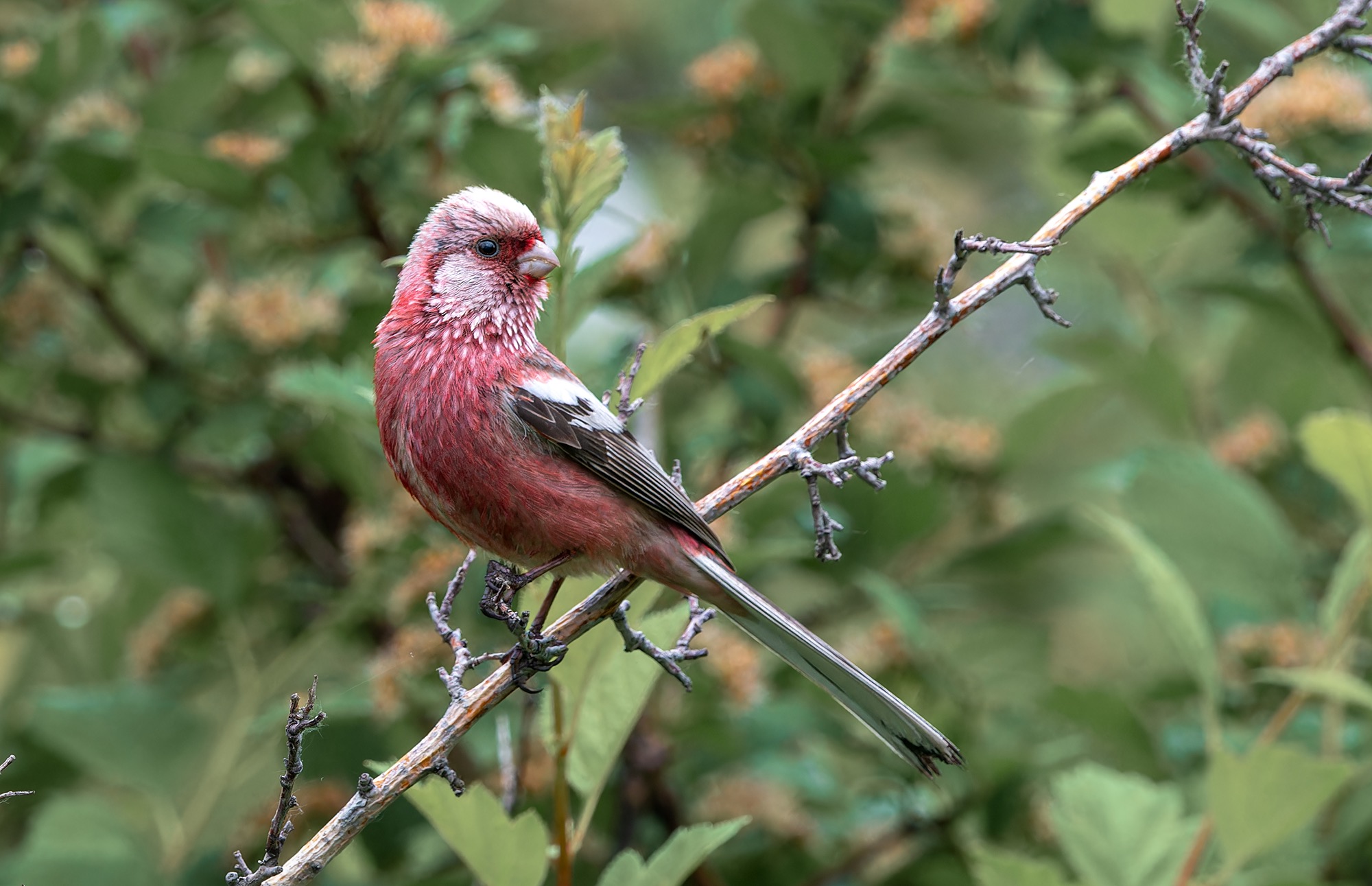 Siberian Long-tailed Rosefinch