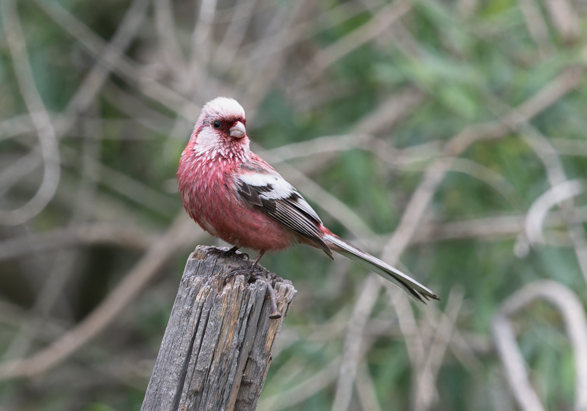 siberian long-tailed rosefinch