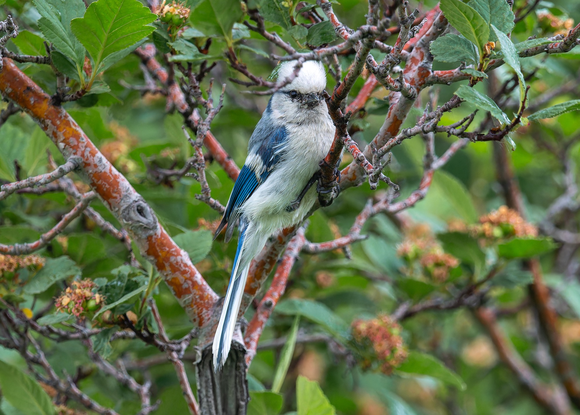 Azure Tit