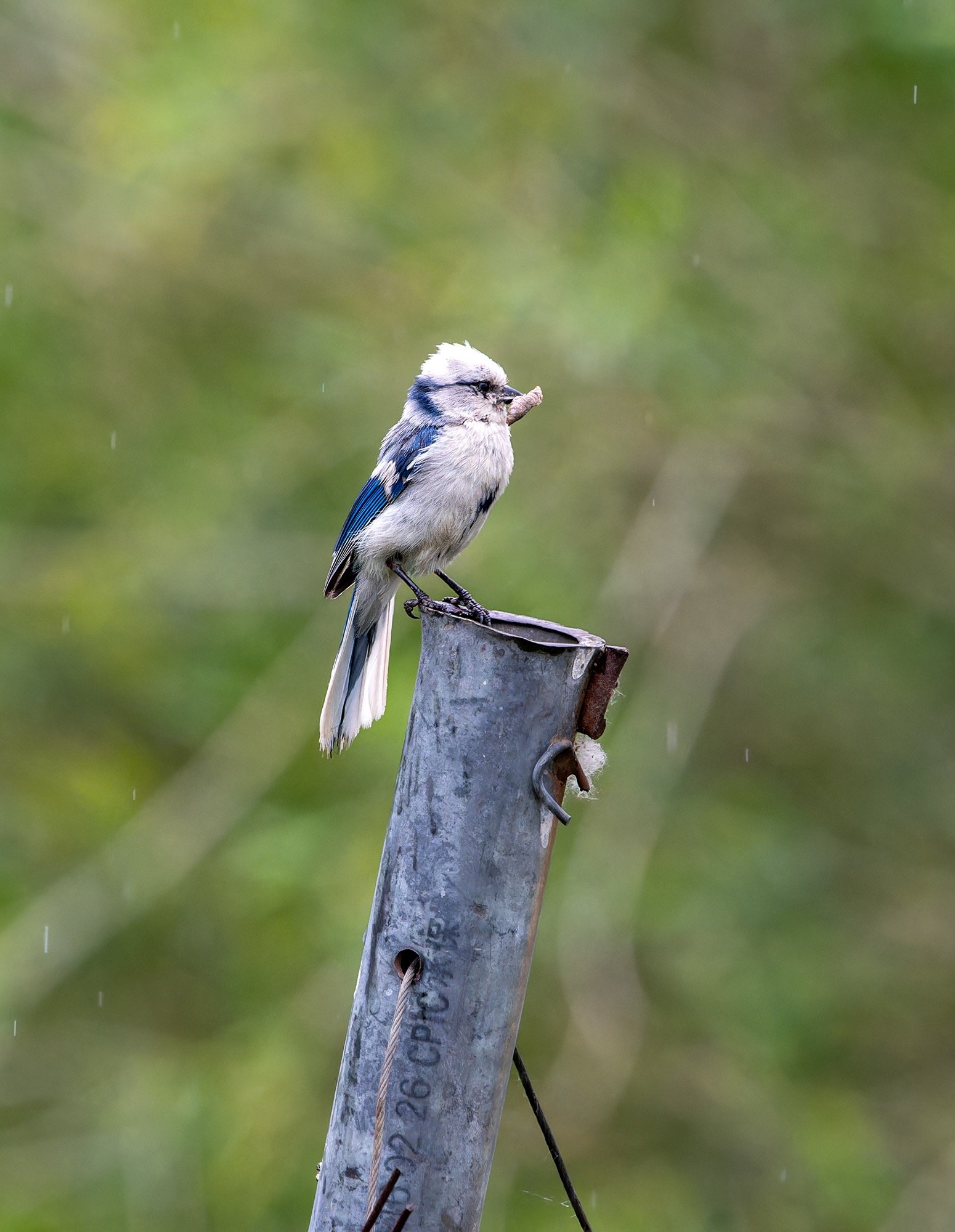 Azure Tit