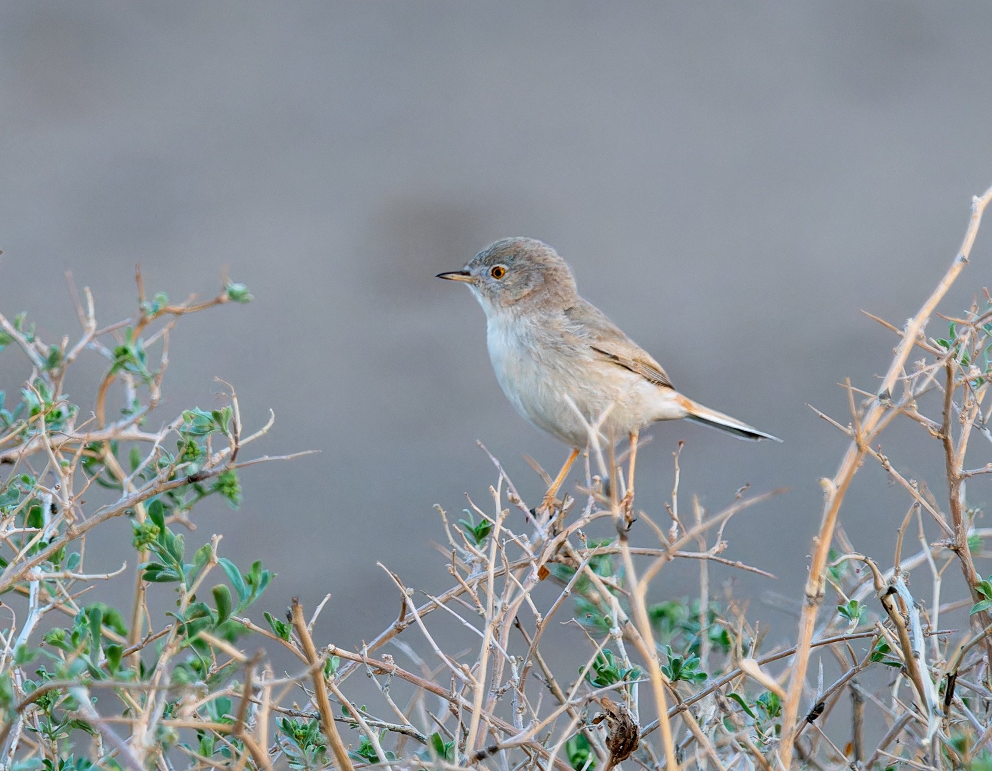 Asian Desert Warbler