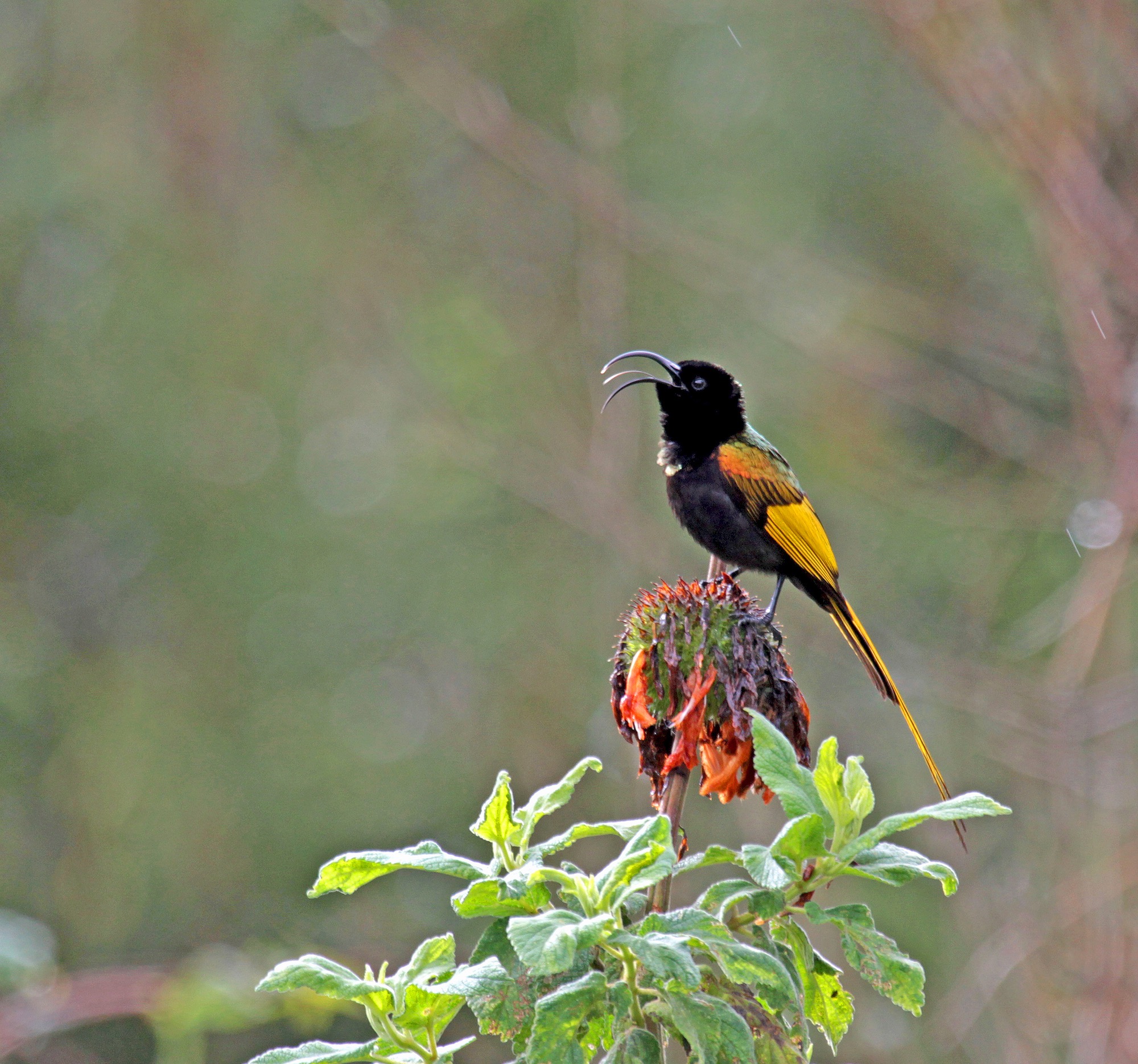 Golden-winged Sunbird