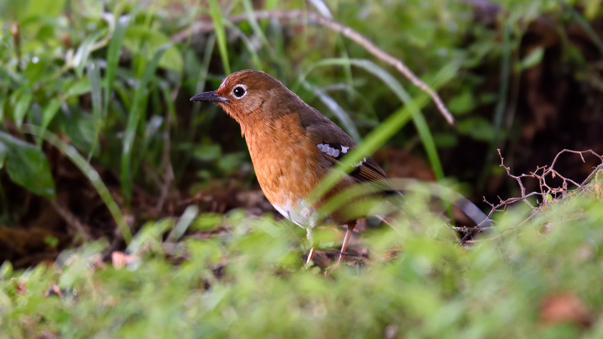 Abyssinian Ground Thrush