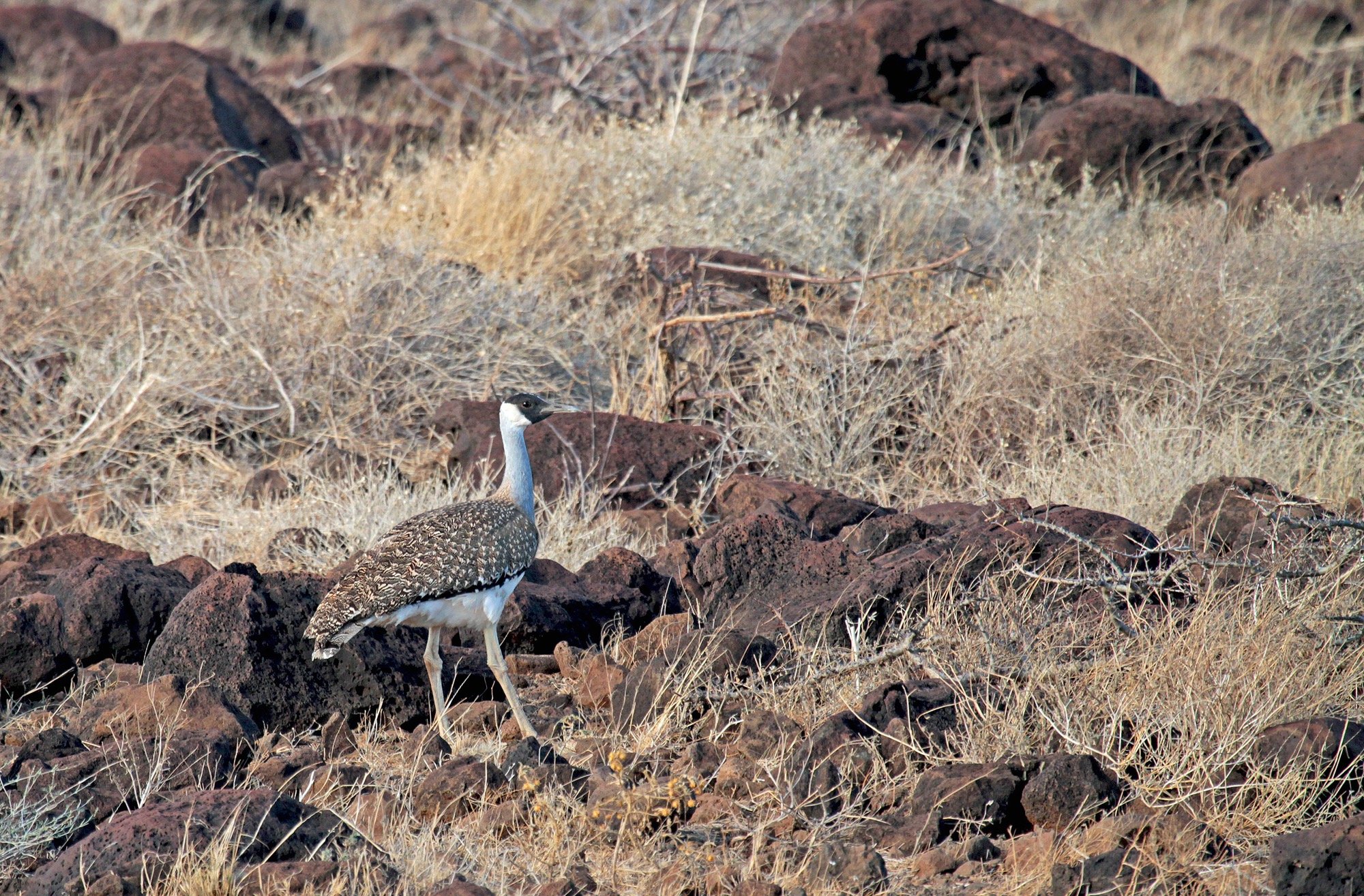 Heuglin's Bustard