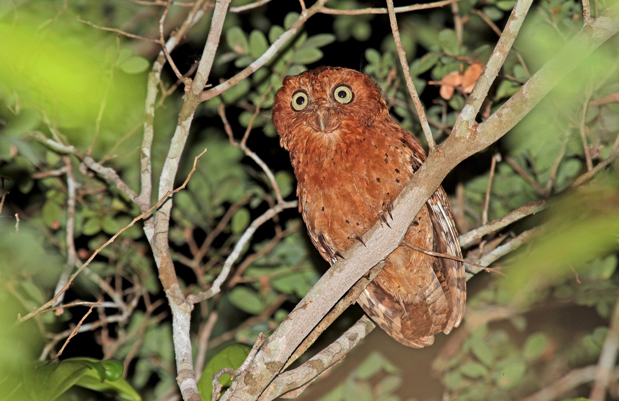 sokoke scops owl