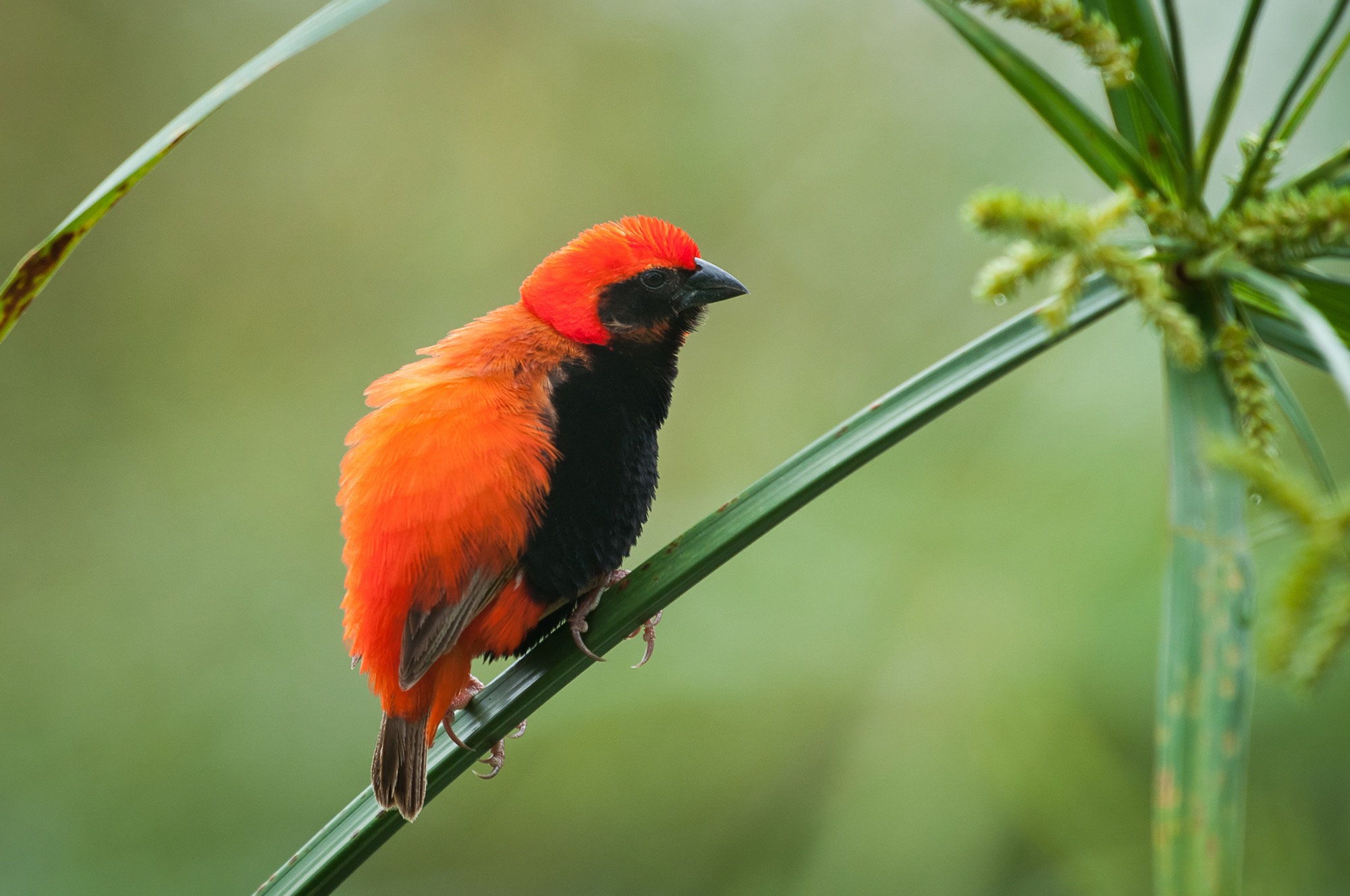 Zanzibar Red Bishop