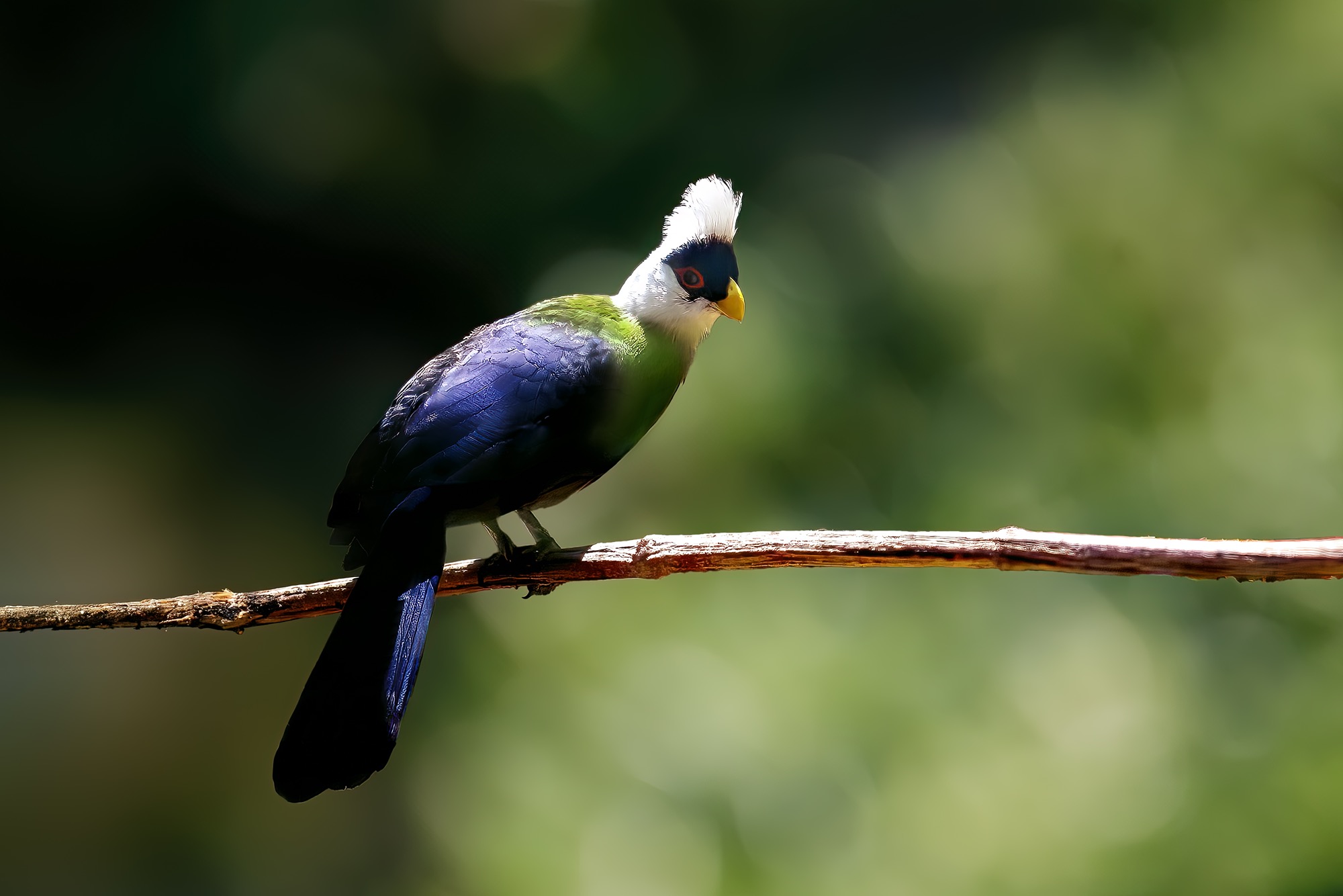 White-crested Turaco