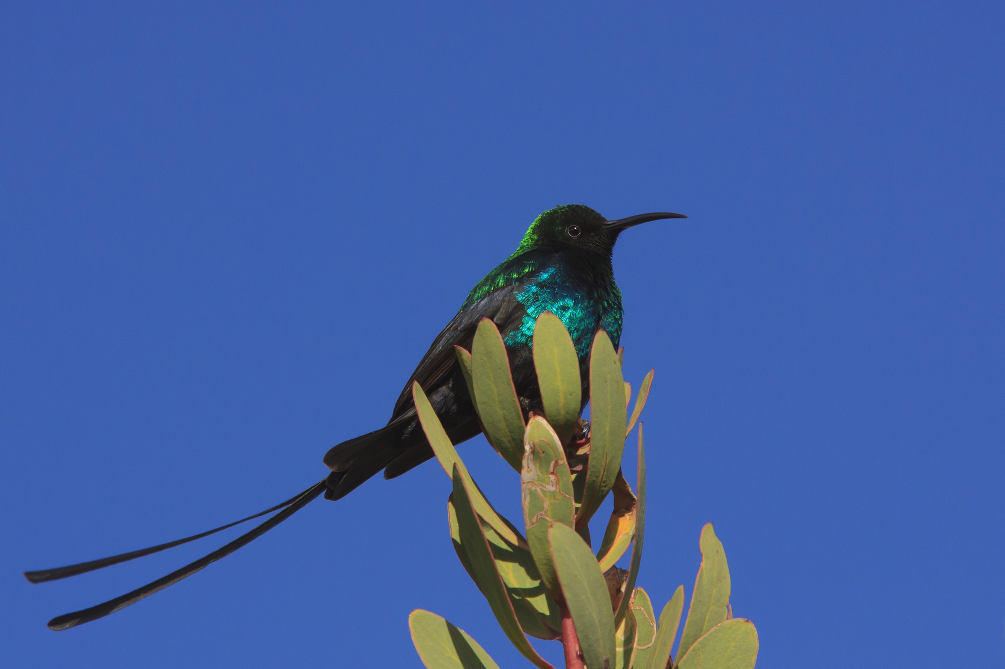 Scarlet-tufted Sunbird