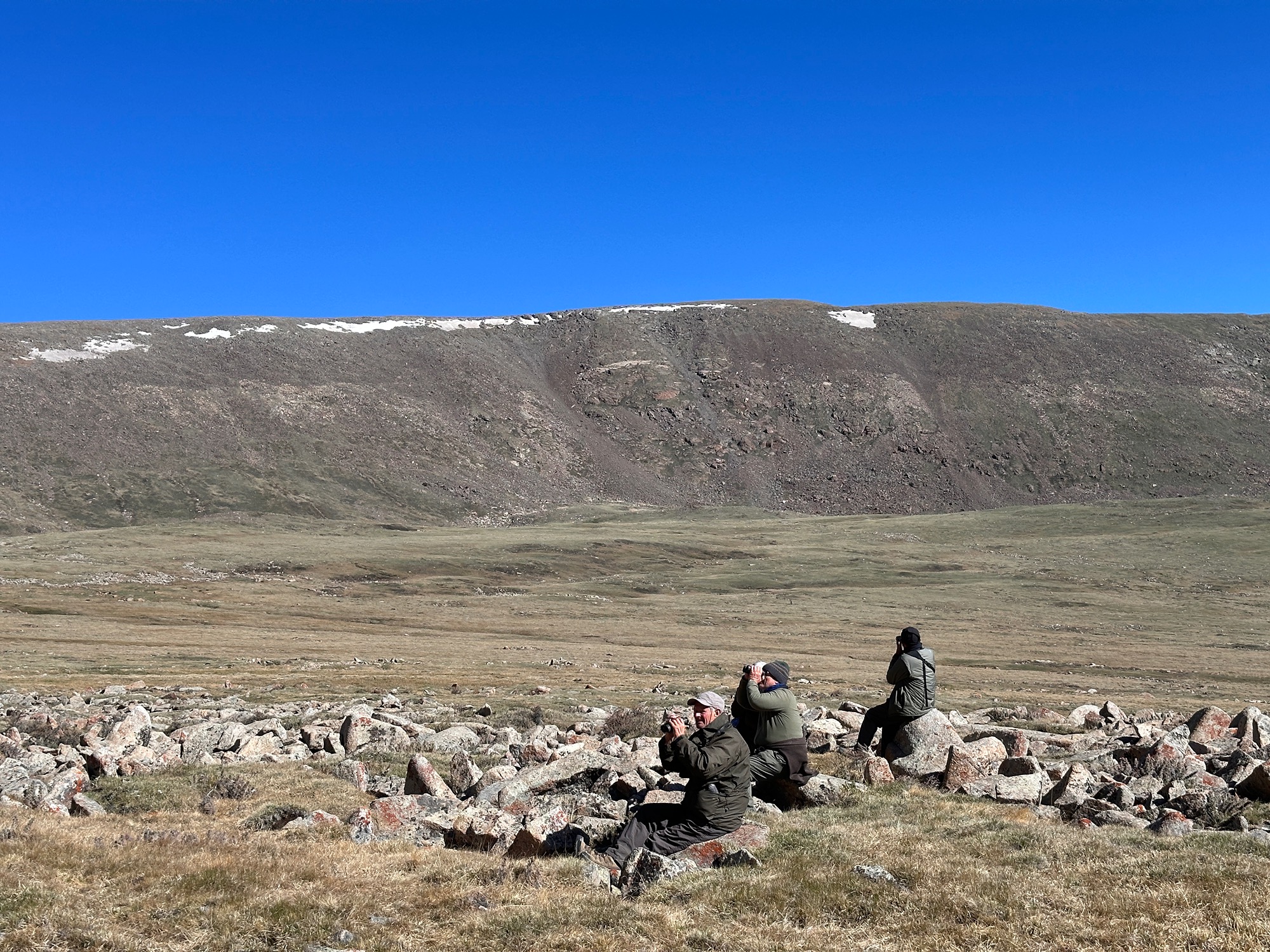 mongolia birding