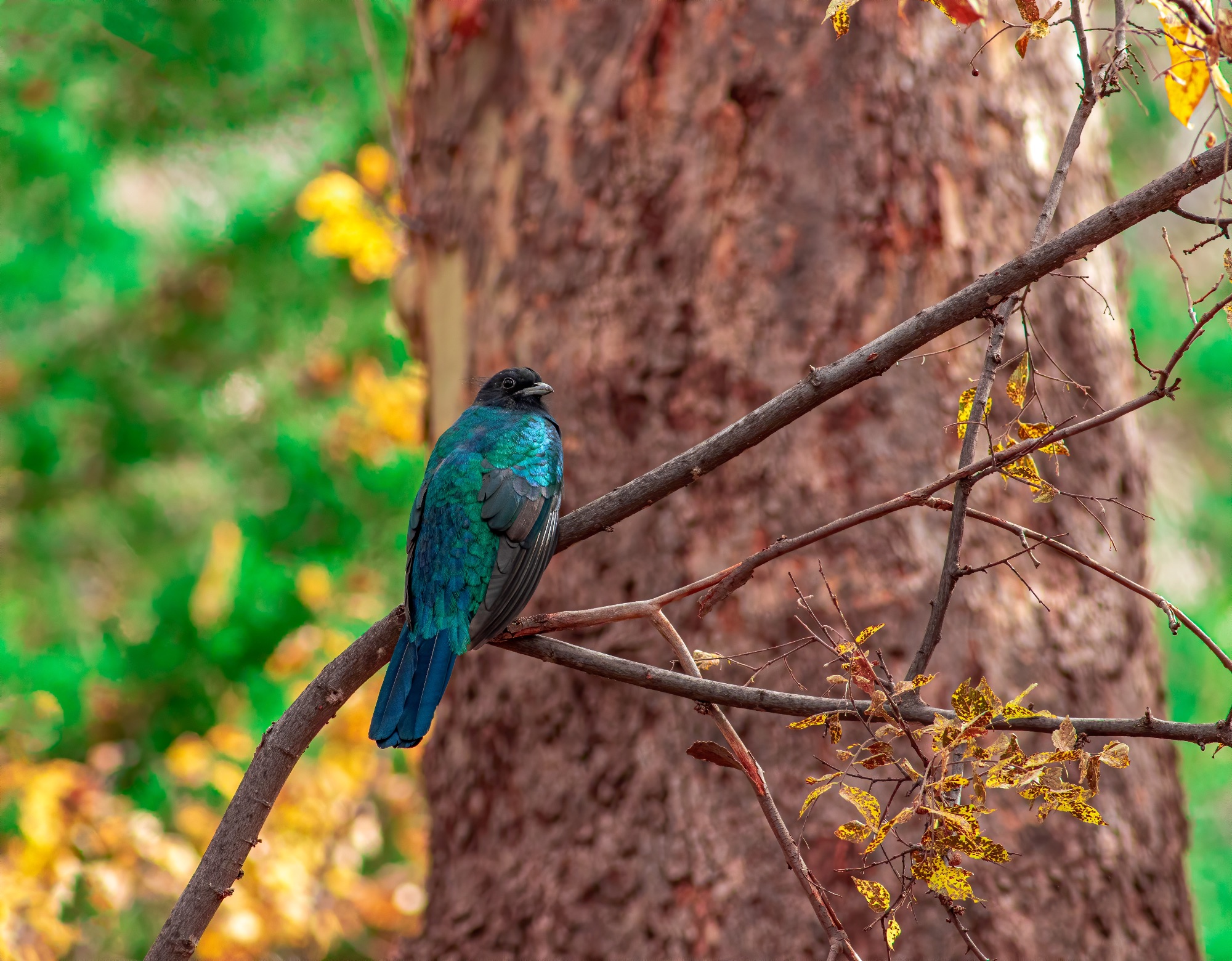 Eared Quetzal