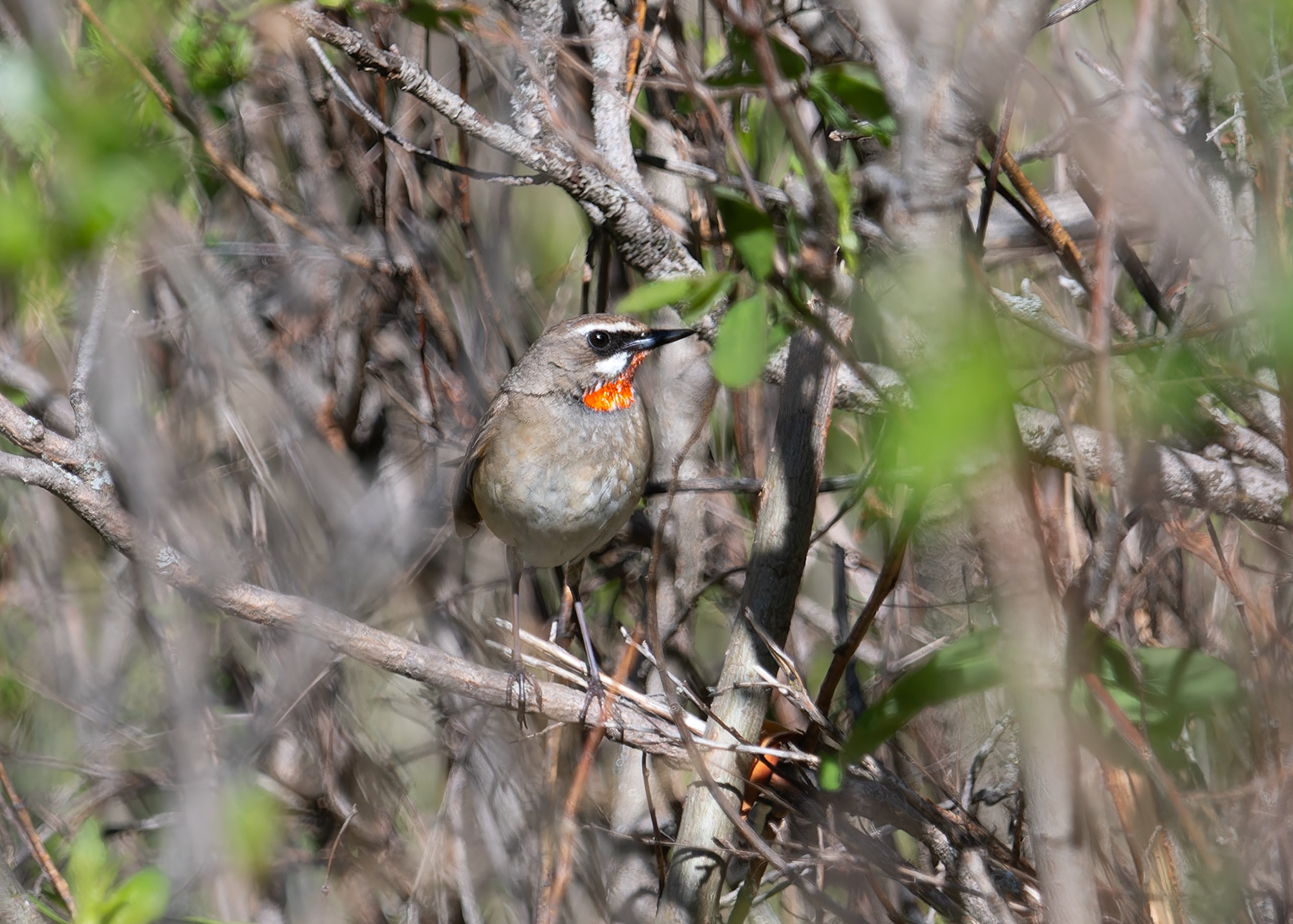 Siberian Rubythroat