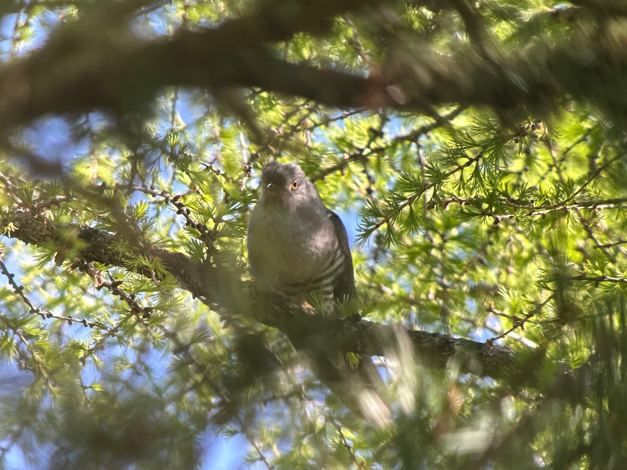 Oriental Cuckoo