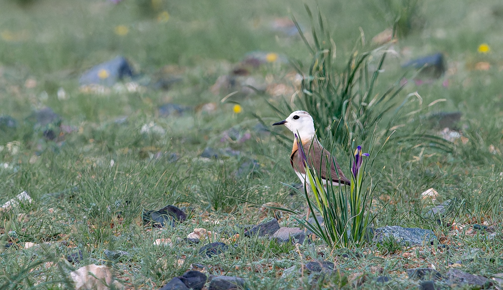     Oriental Plover