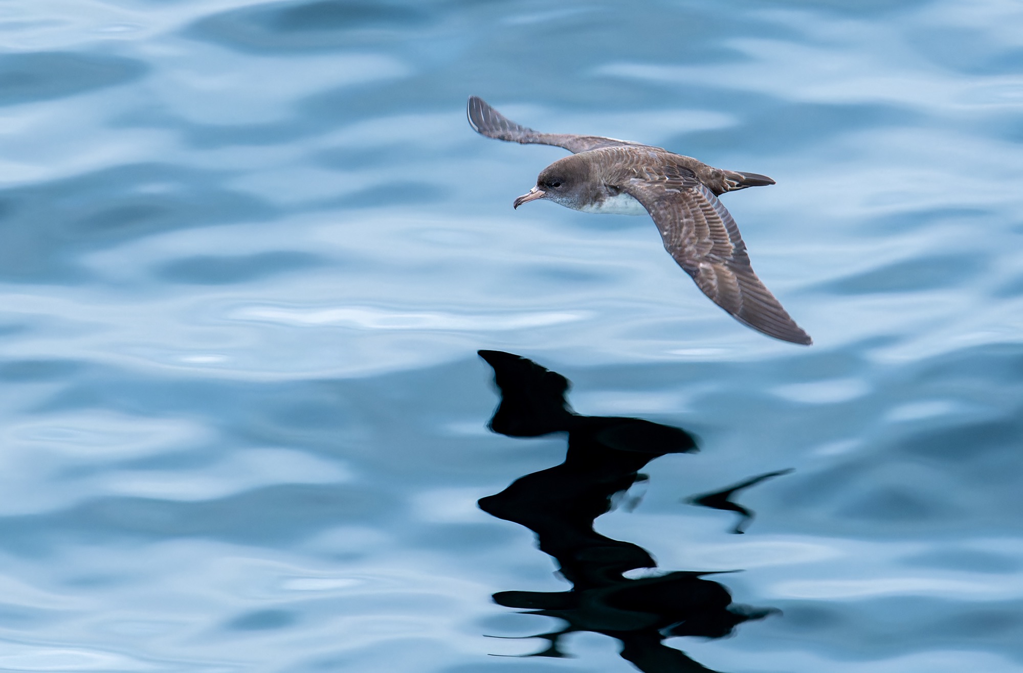 Pink-footed Sherwater