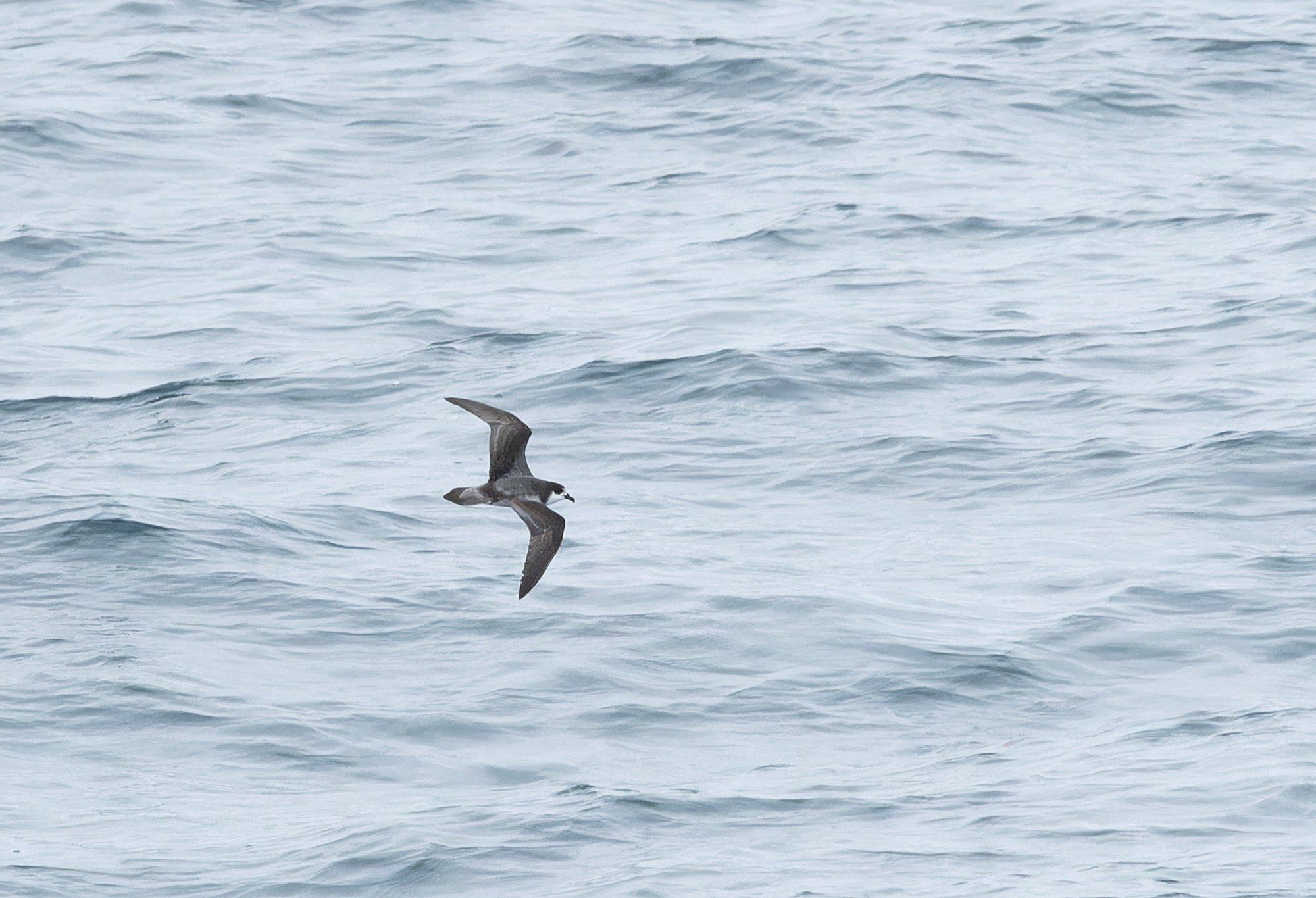 Stejneger's Petrel