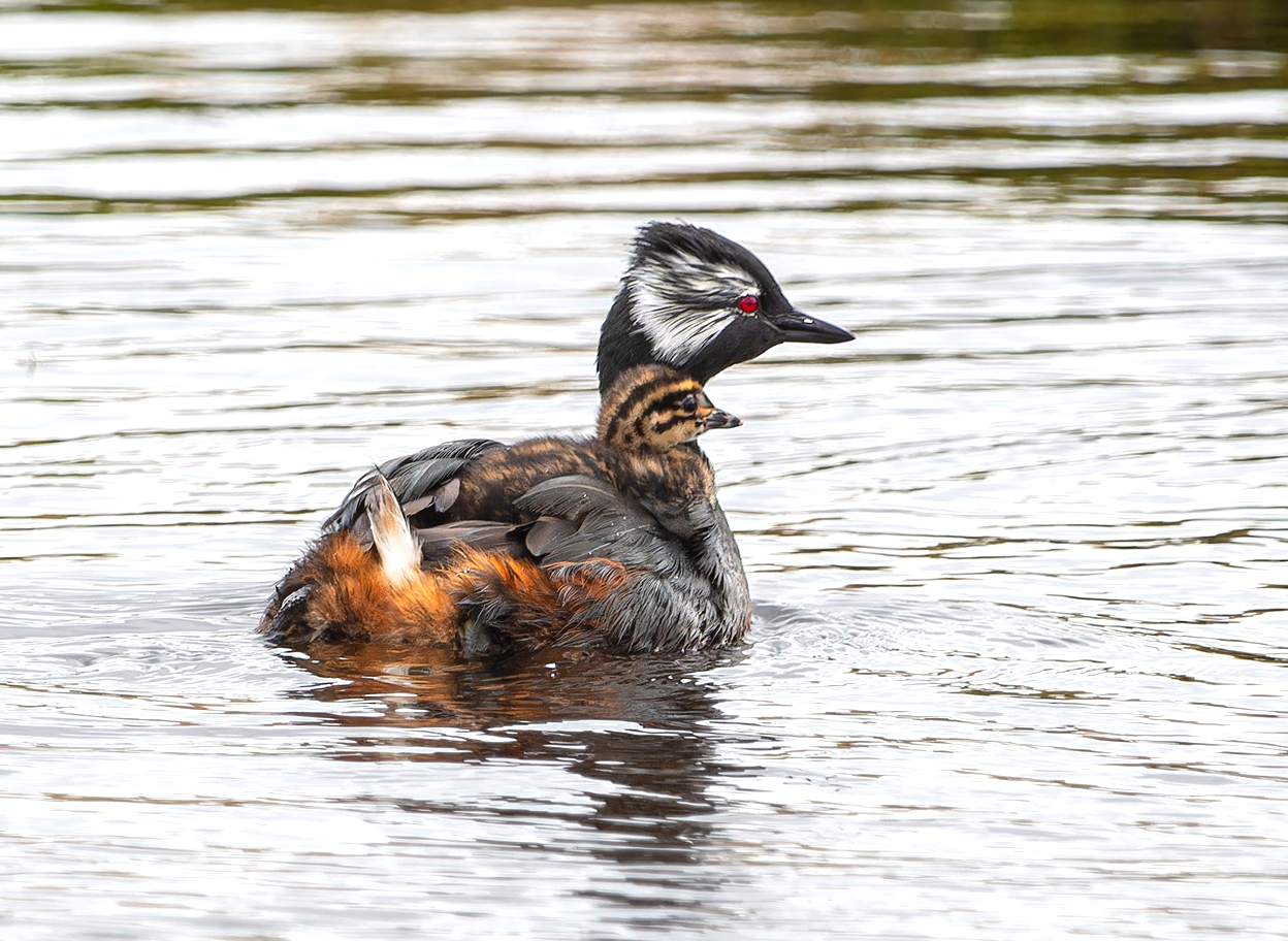 White-tufted Grebe