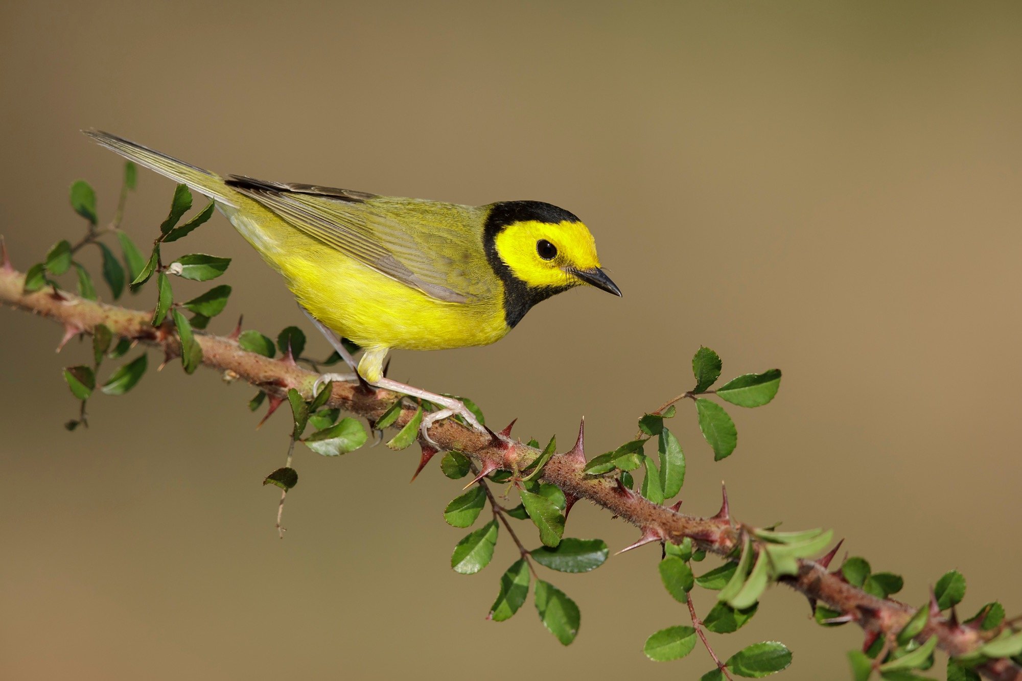 Hooded Warbler