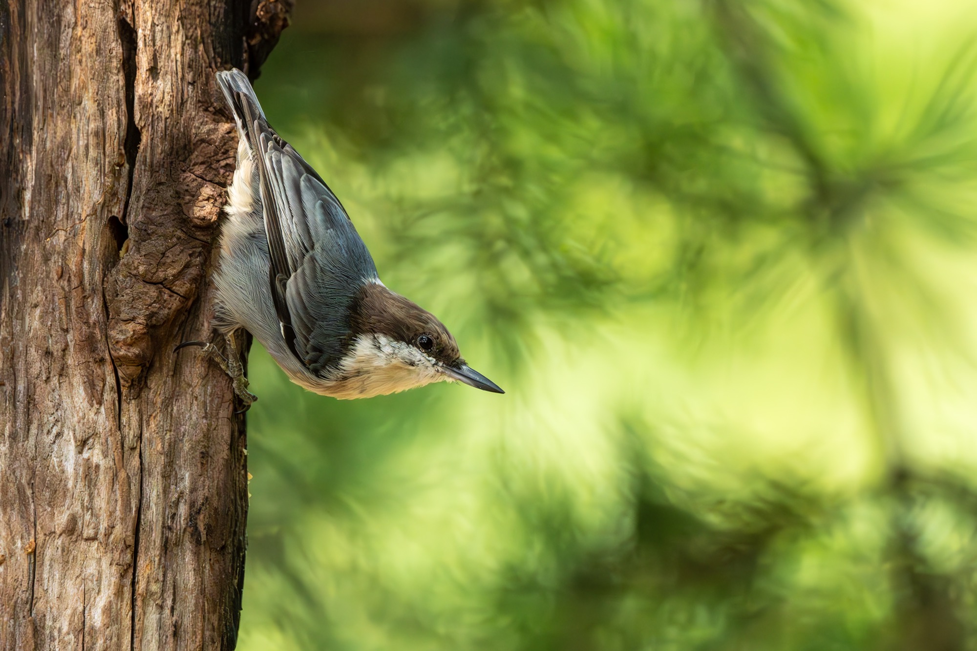 Brown-headed Nuthatch