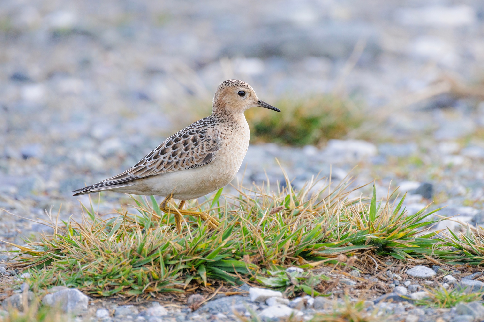 Buff-breasted Sandpiper