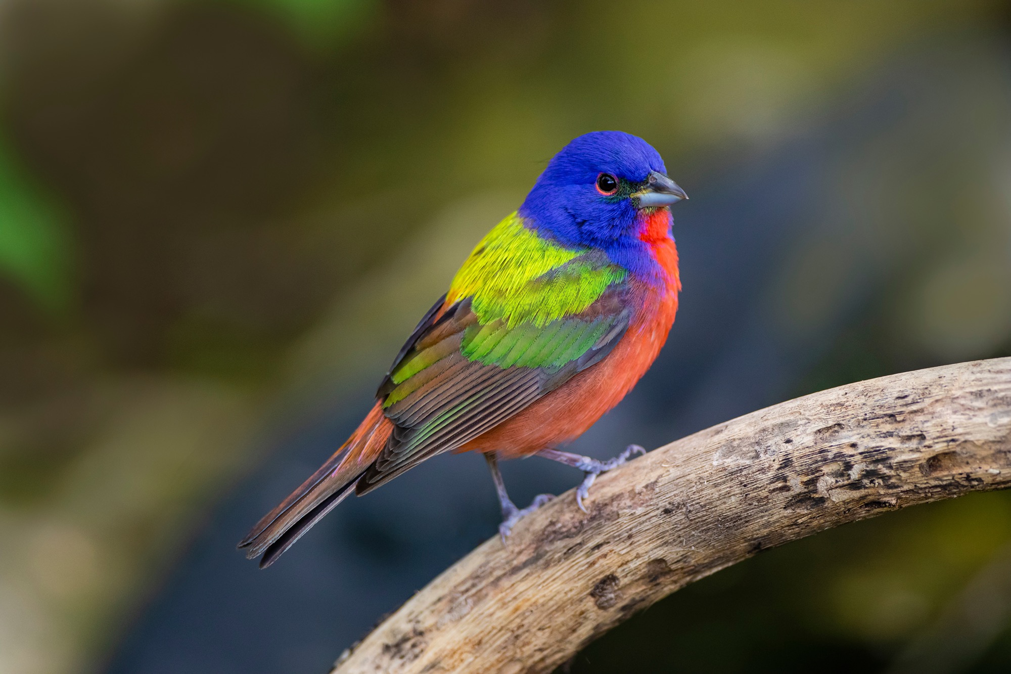 painted bunting