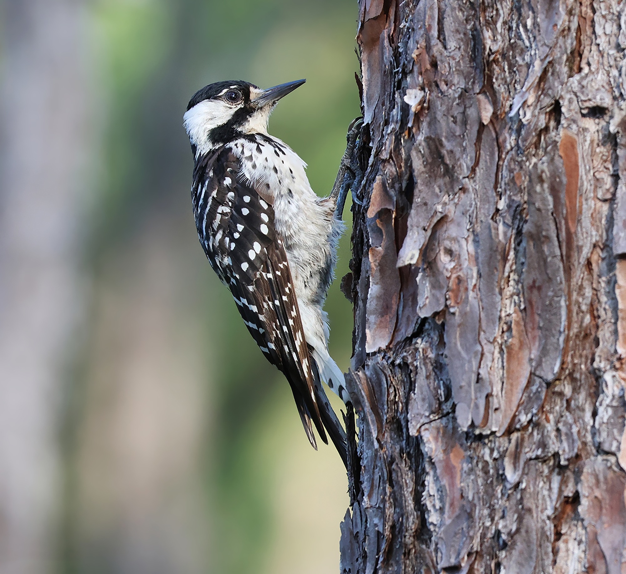 Red-cockaded Woodpecker