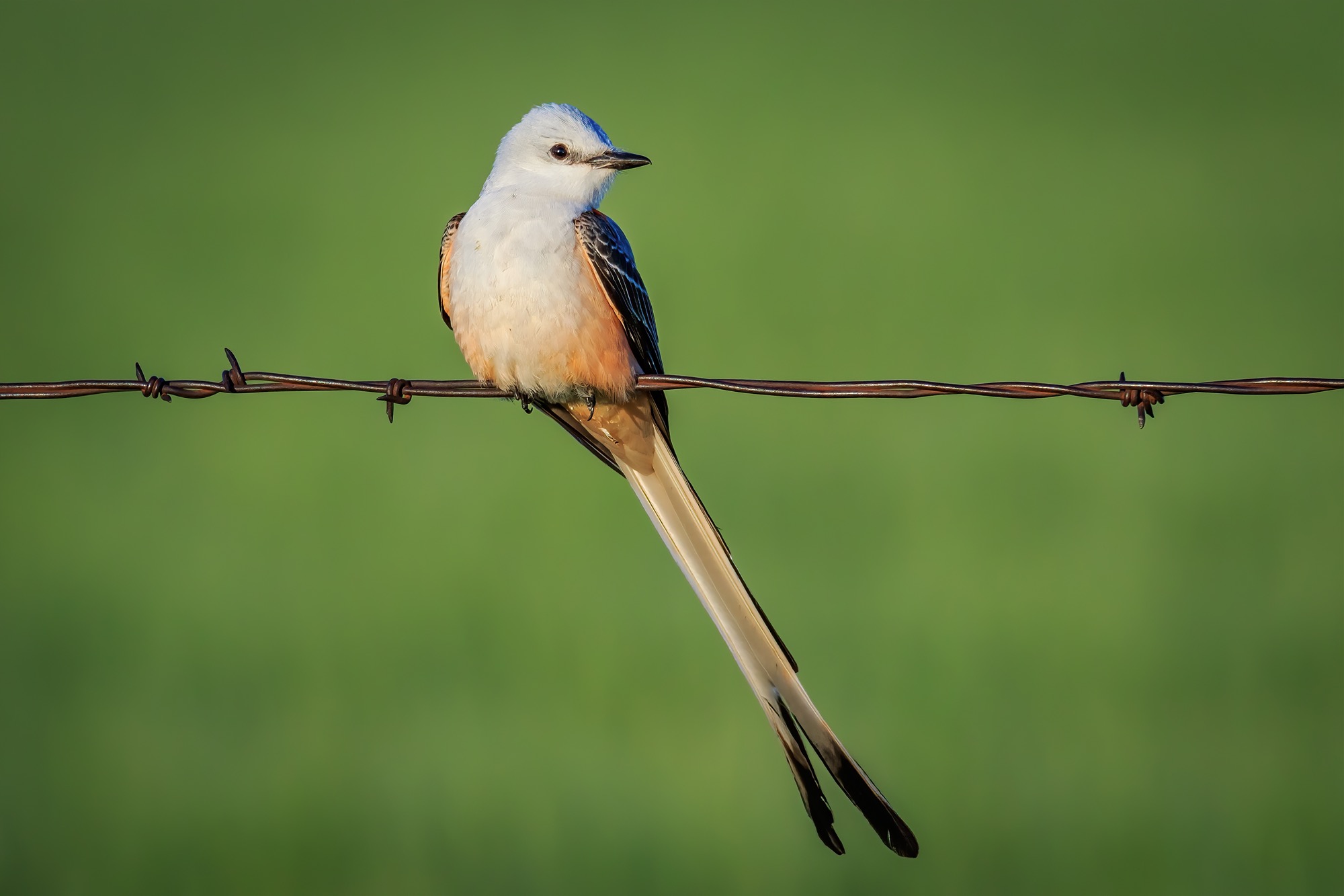 Scissor-tailed Flycatcher
