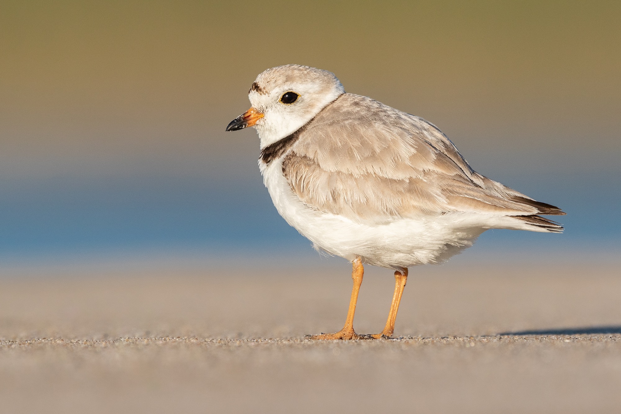 Piping Plover
