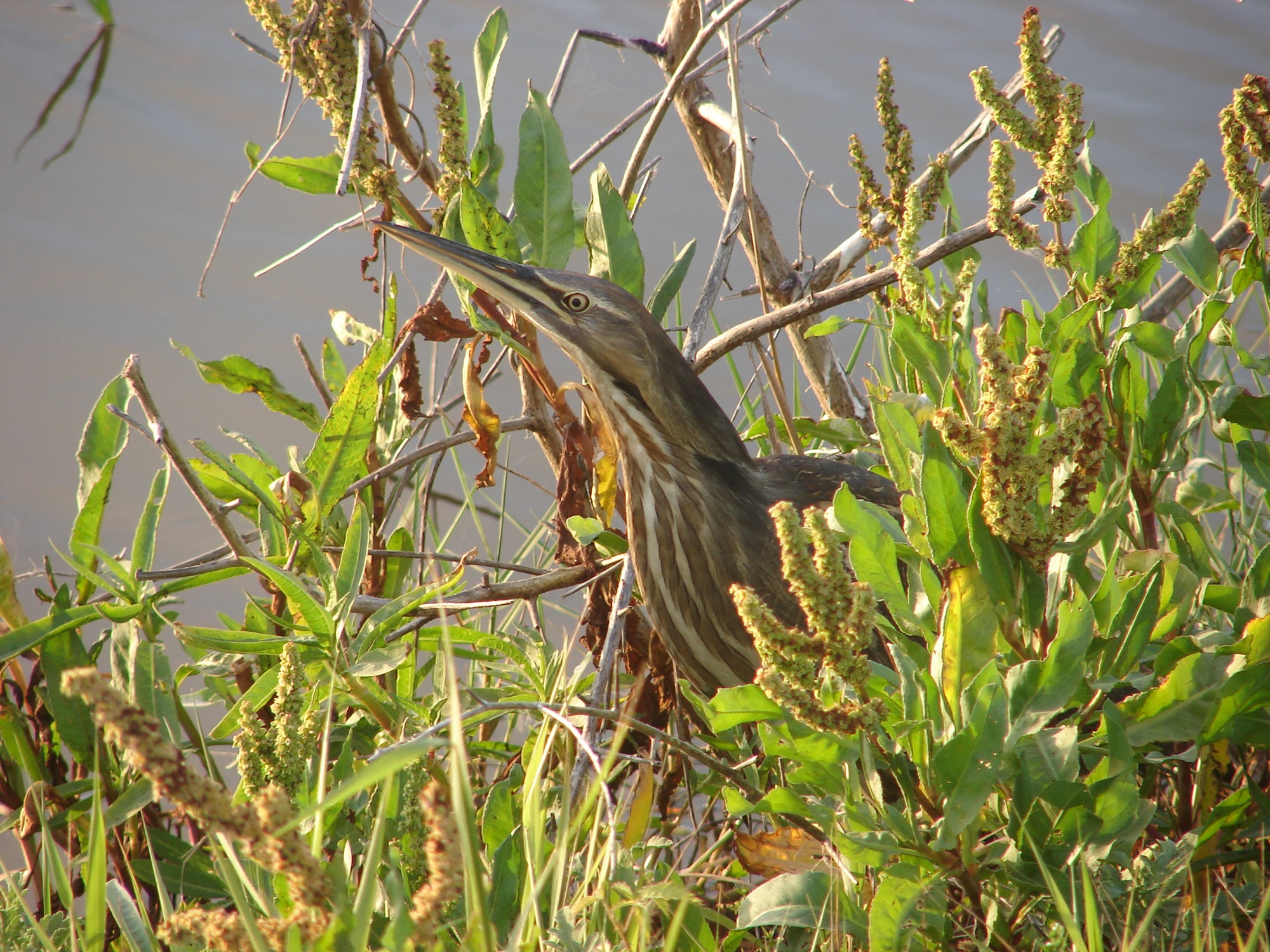 American Bittern