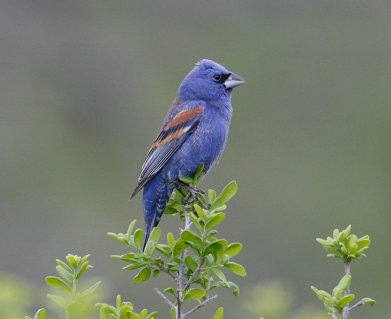 Blue grosbeak