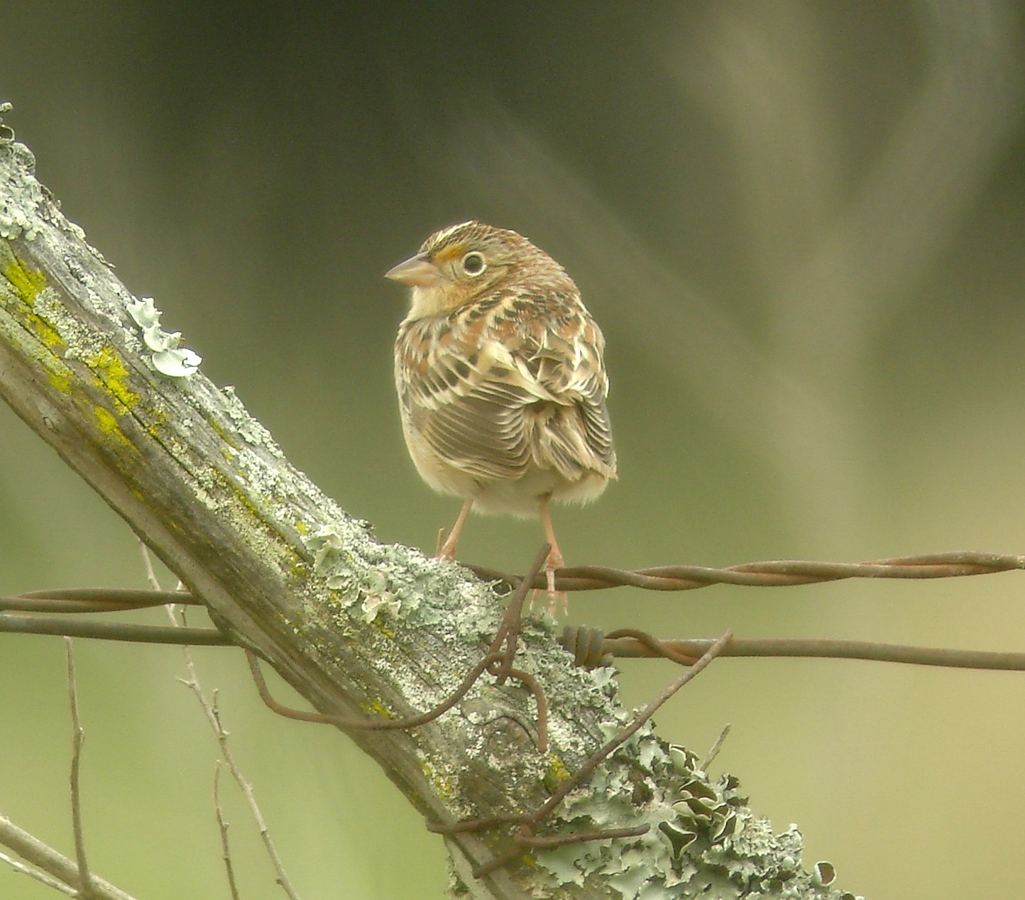 Grasshopper Sparrow