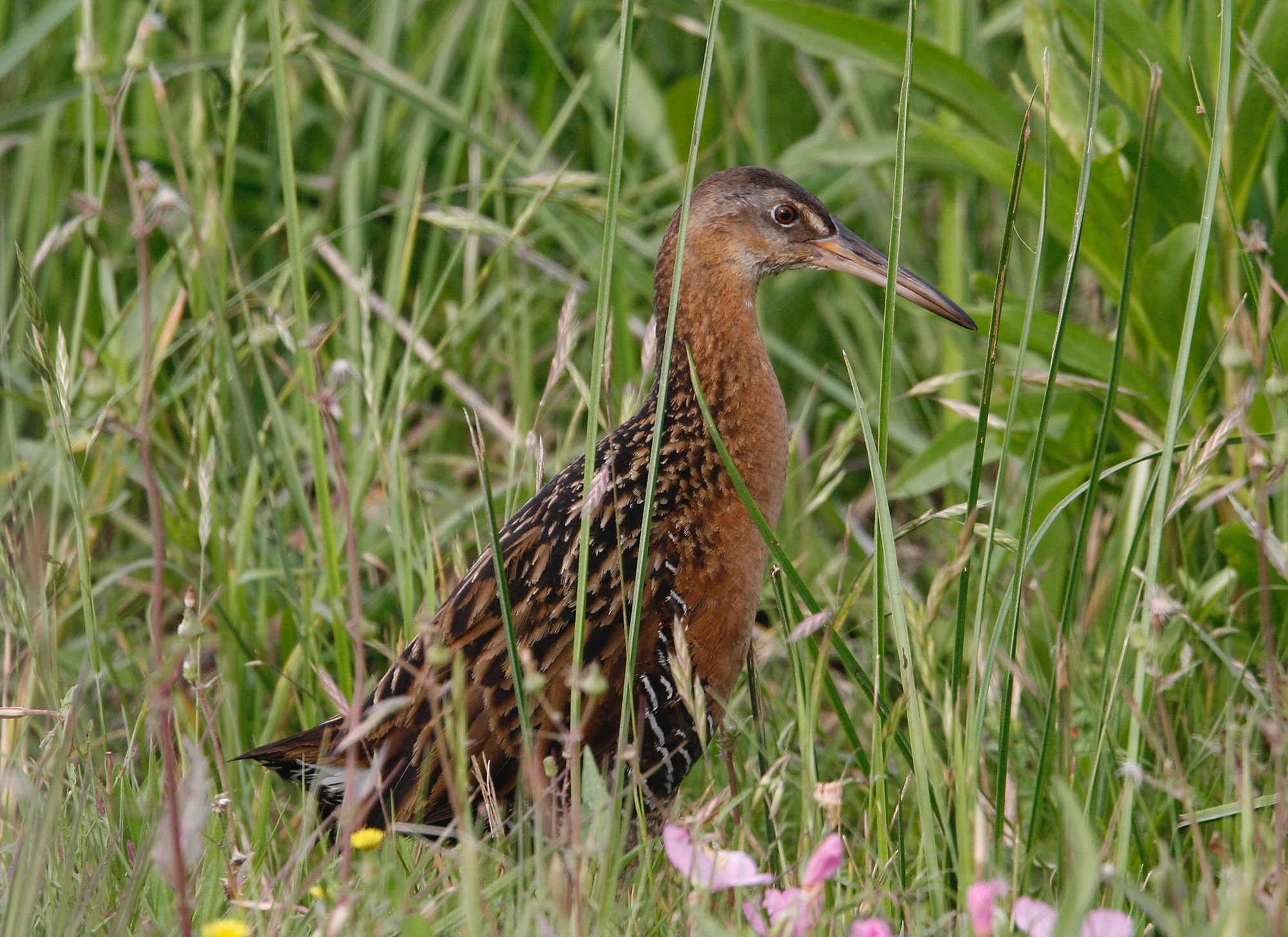 King Rail