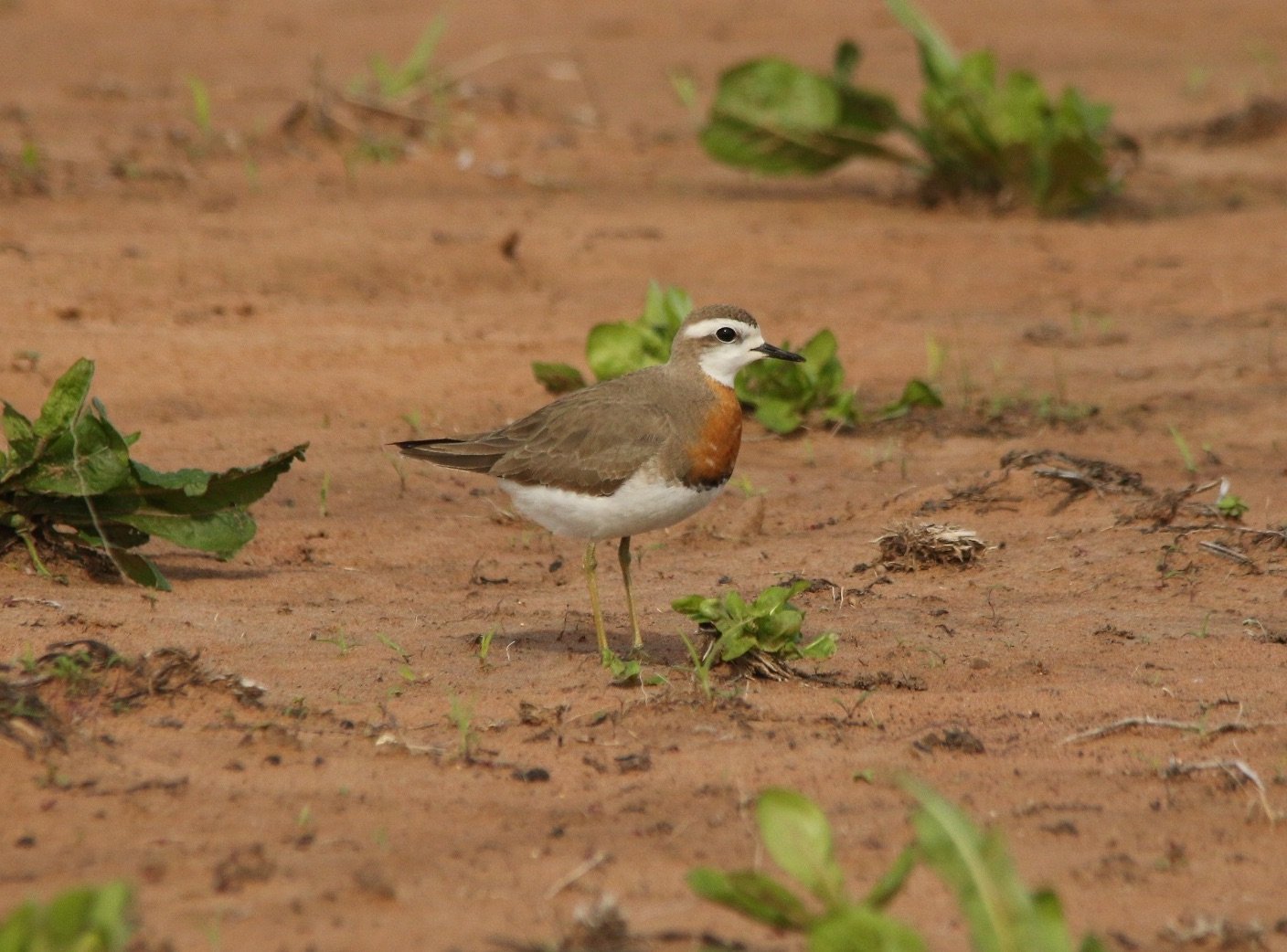 caspian plover
