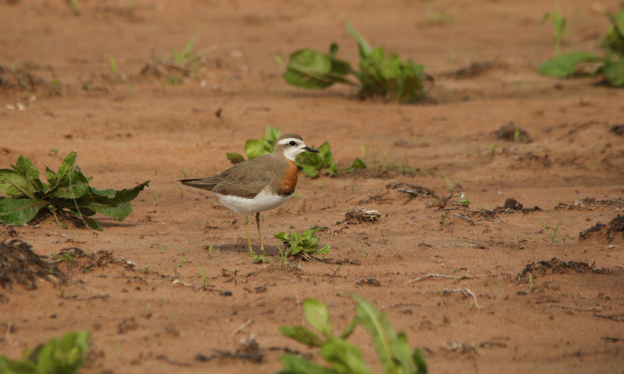 Caspian Plover