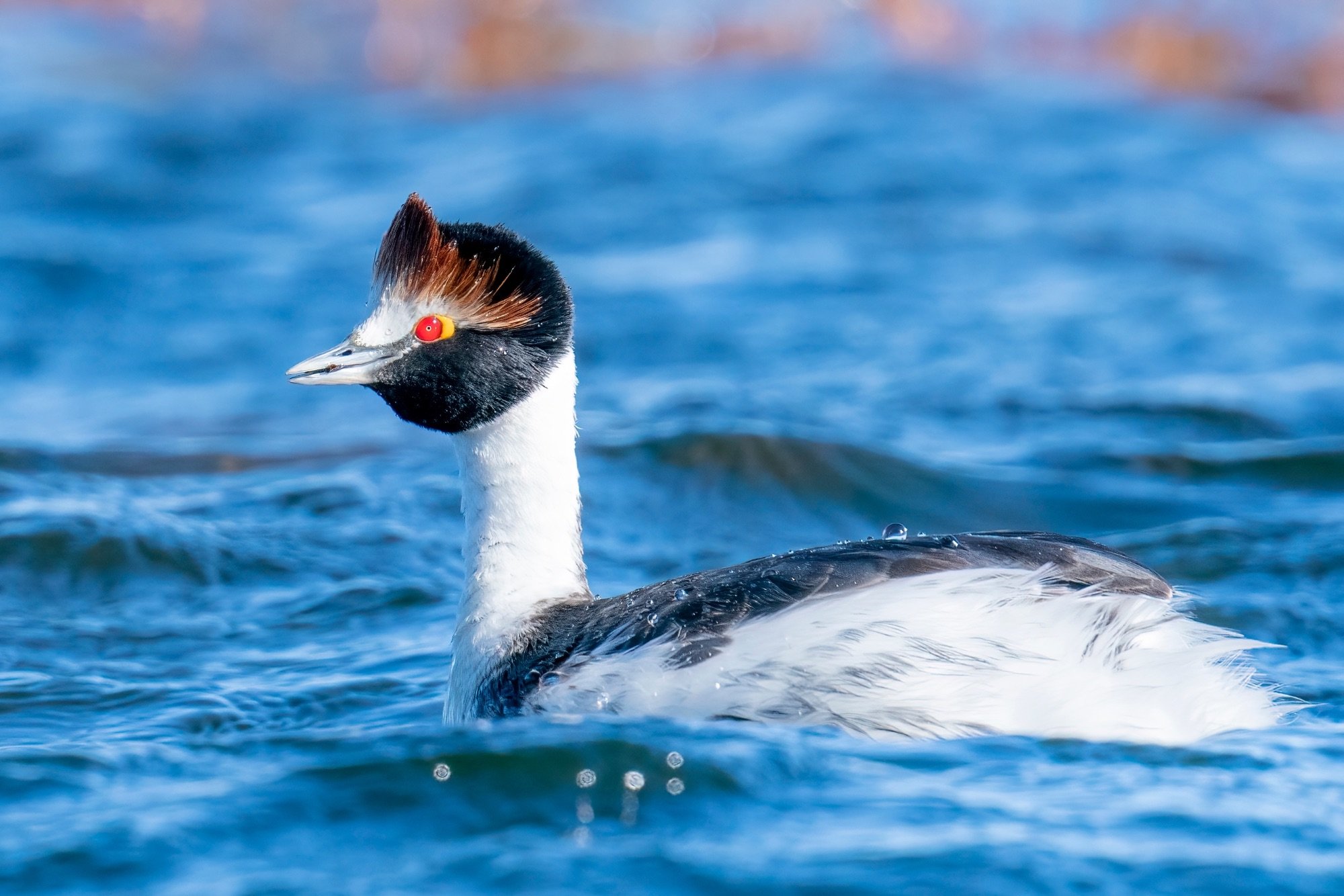 hooded grebe