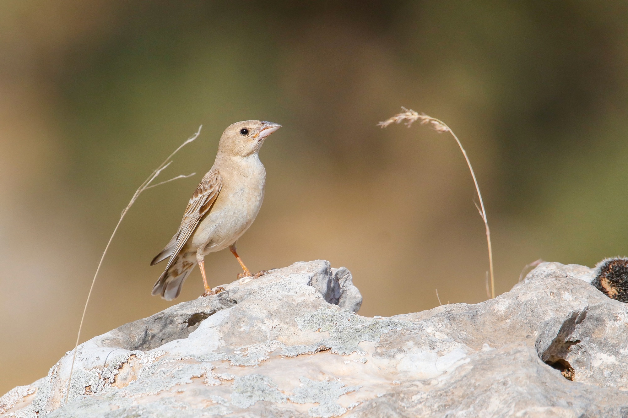 Pale Rockfinch