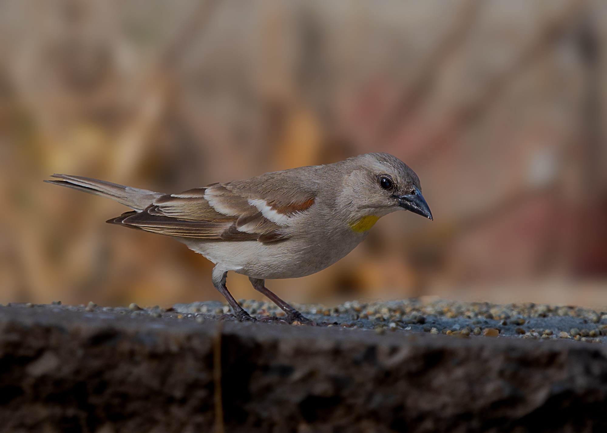 Yellow-throated Sparrow