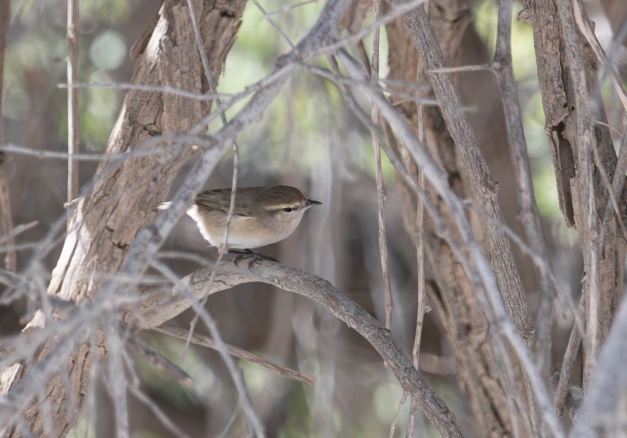 Plain leaf Warbler